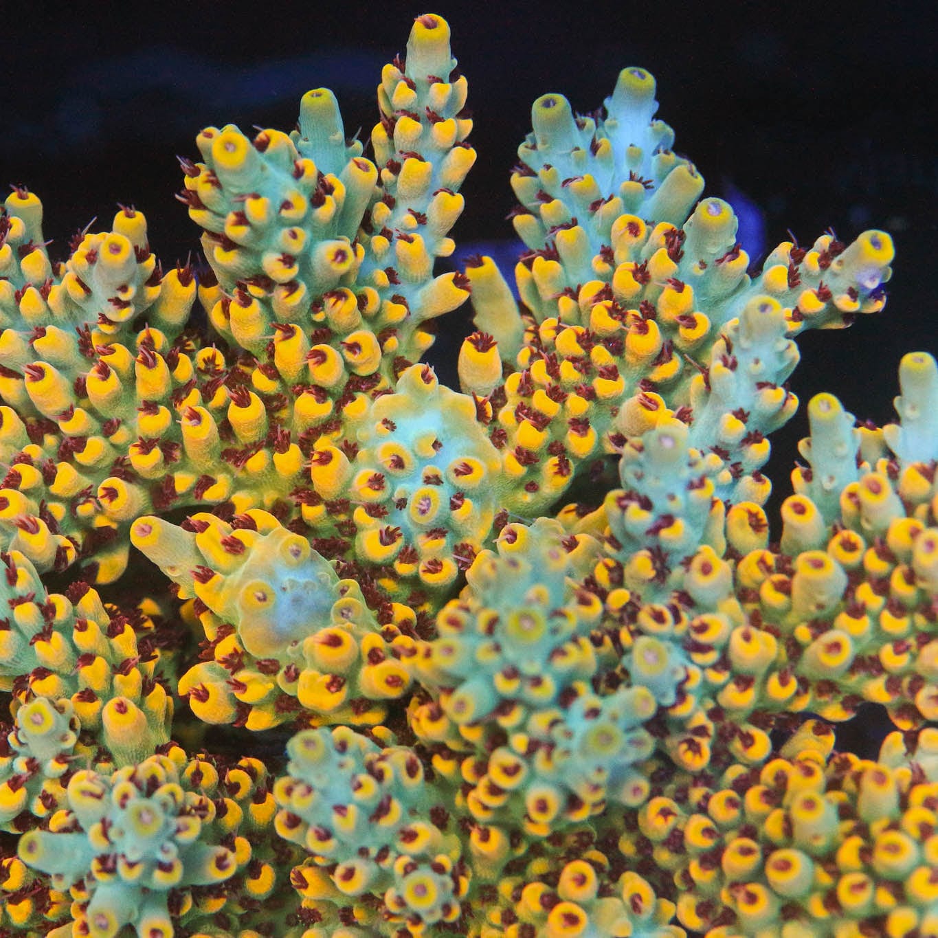 RR Pink Floyd Acropora Coral - Image 4