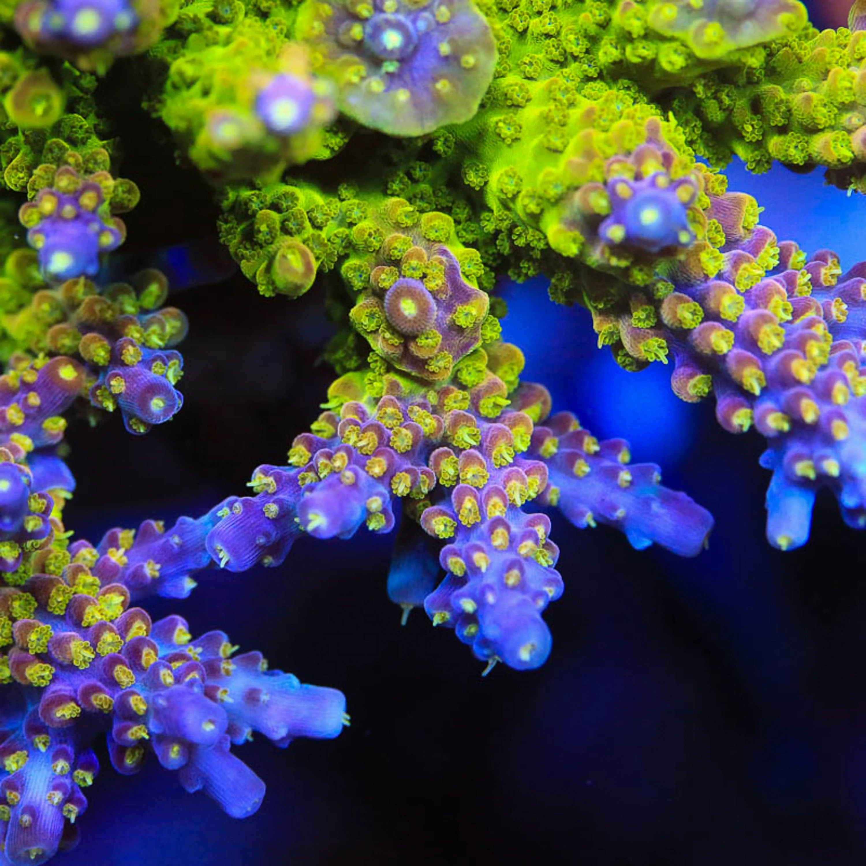 RR Rainbow Loom Acropora Coral - Image 2