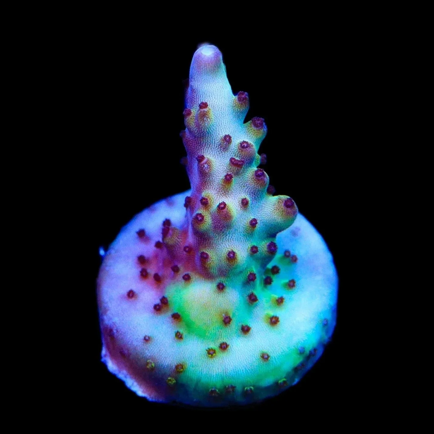 RR Robinhood Acropora Coral - Image 2
