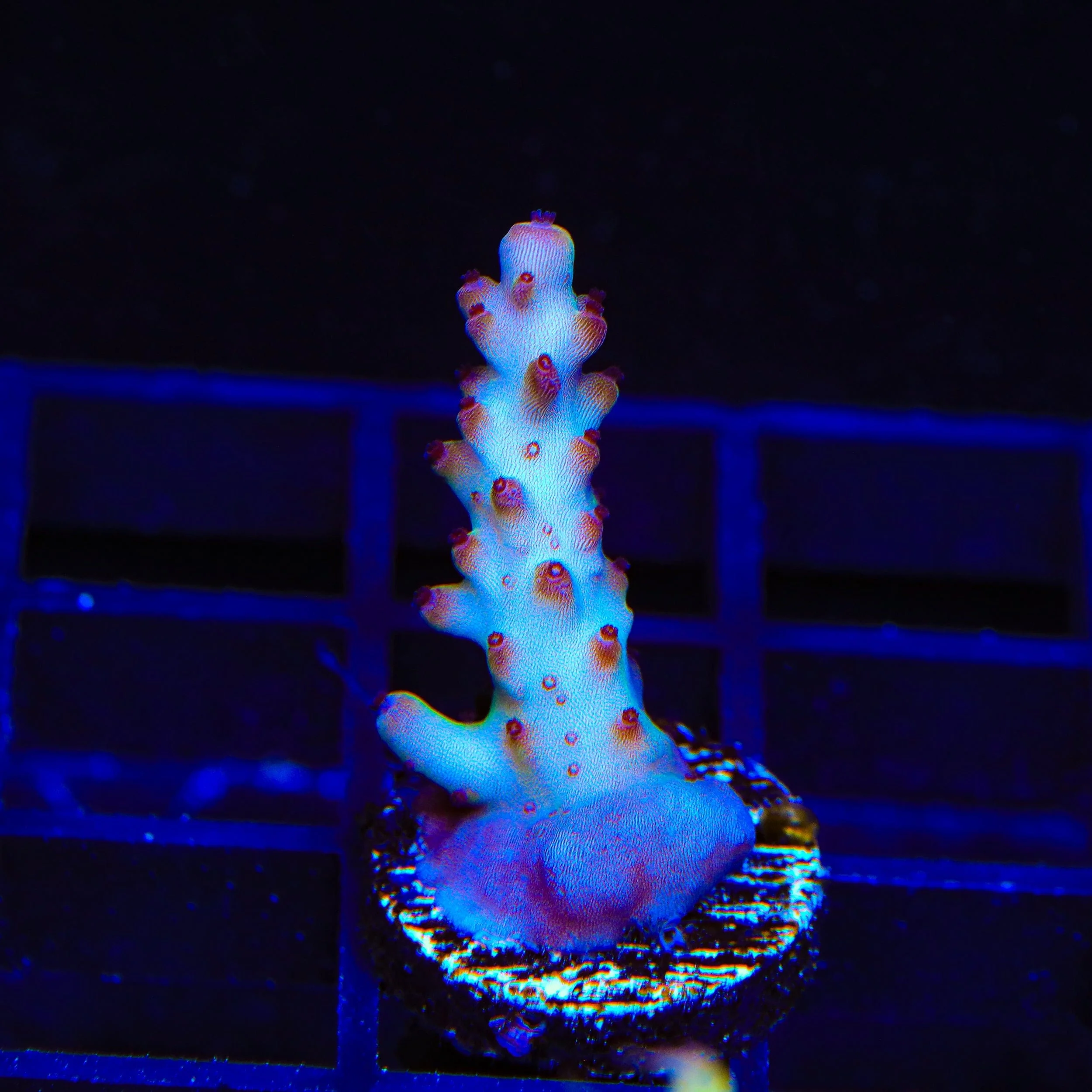 RR Robinhood Acropora Coral - Image 3
