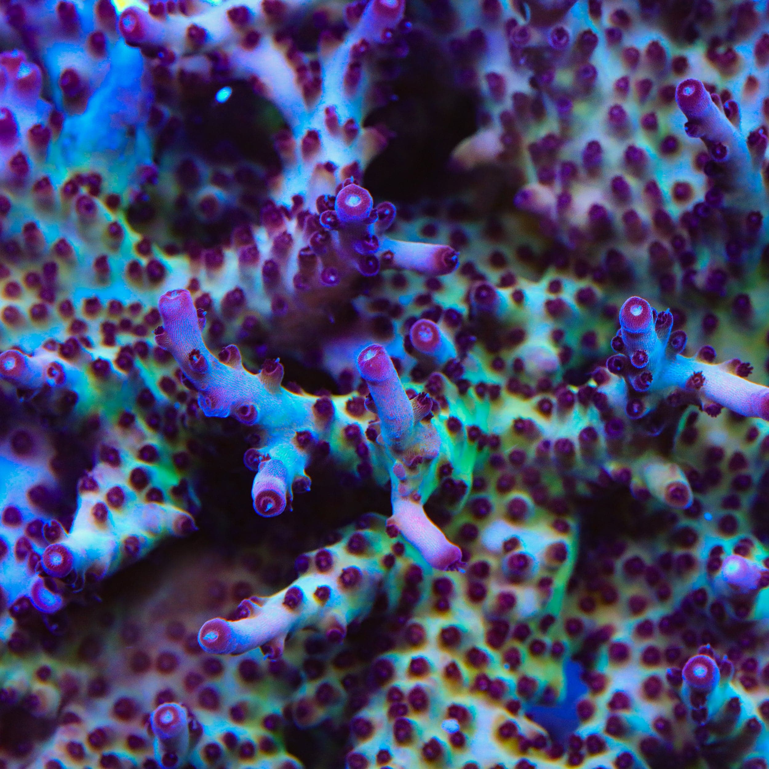 RR Robinhood Acropora Coral - Image 4