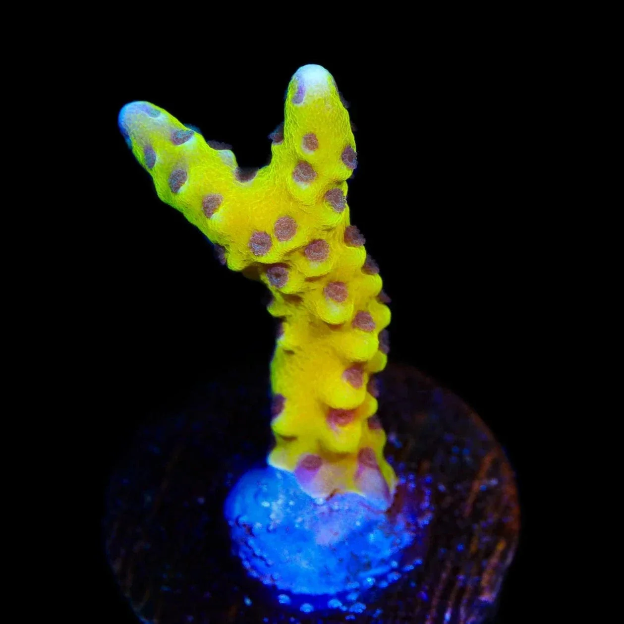RRC Goldenrod Anacropora Coral - Image 2