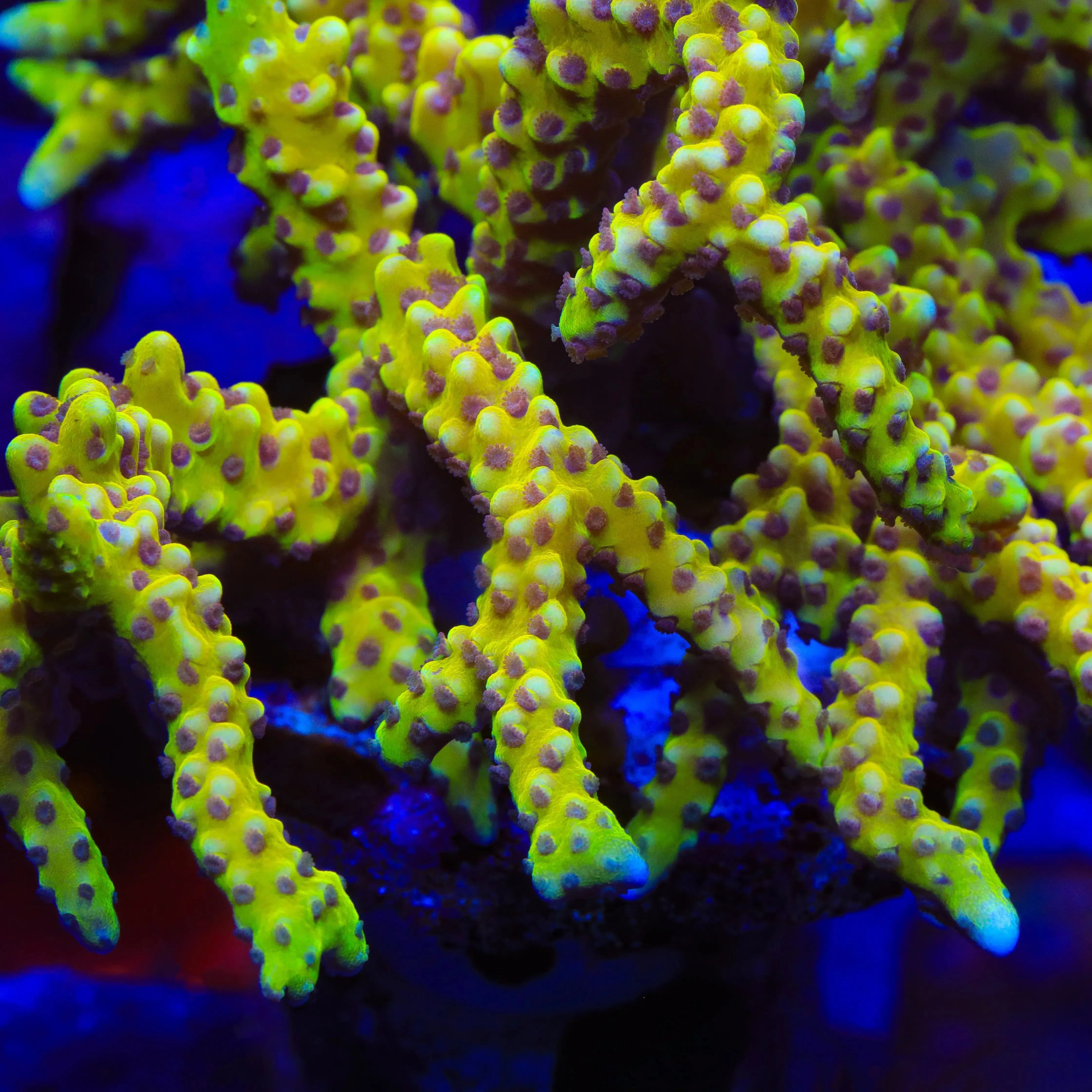 RRC Goldenrod Anacropora Coral - Image 3