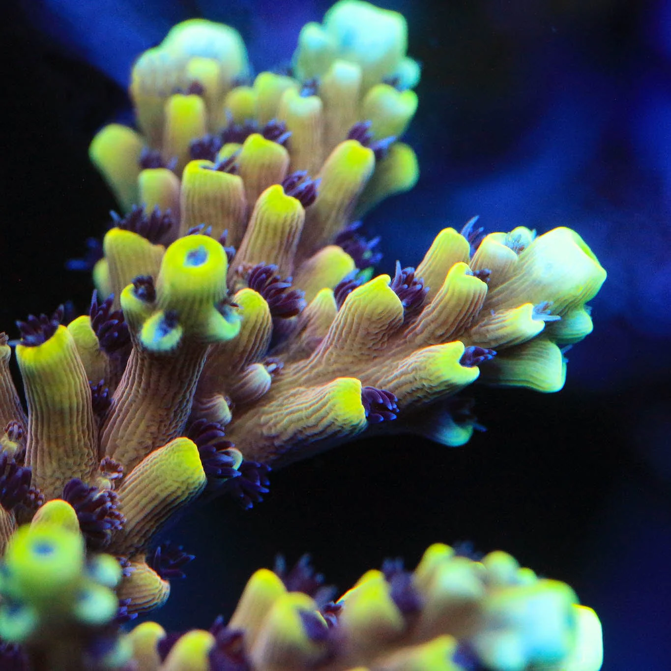 RRC Pink Cadillac Acropora Coral - Image 2