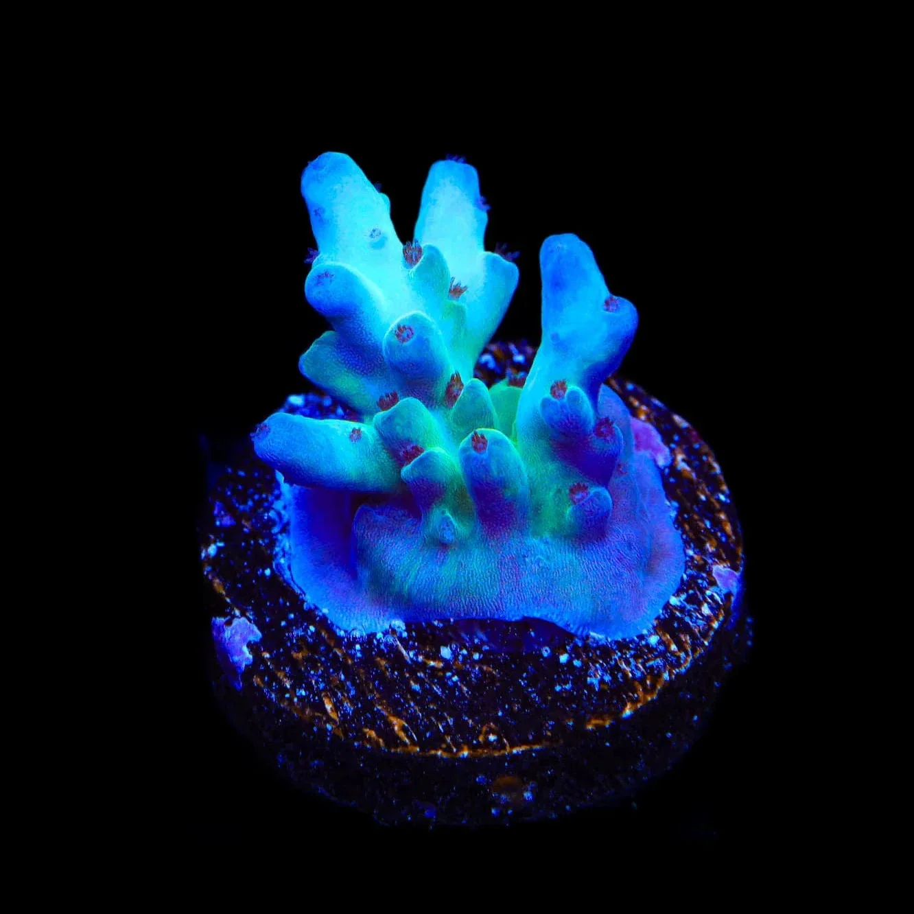 RRC Shazam Acropora Coral - Image 2