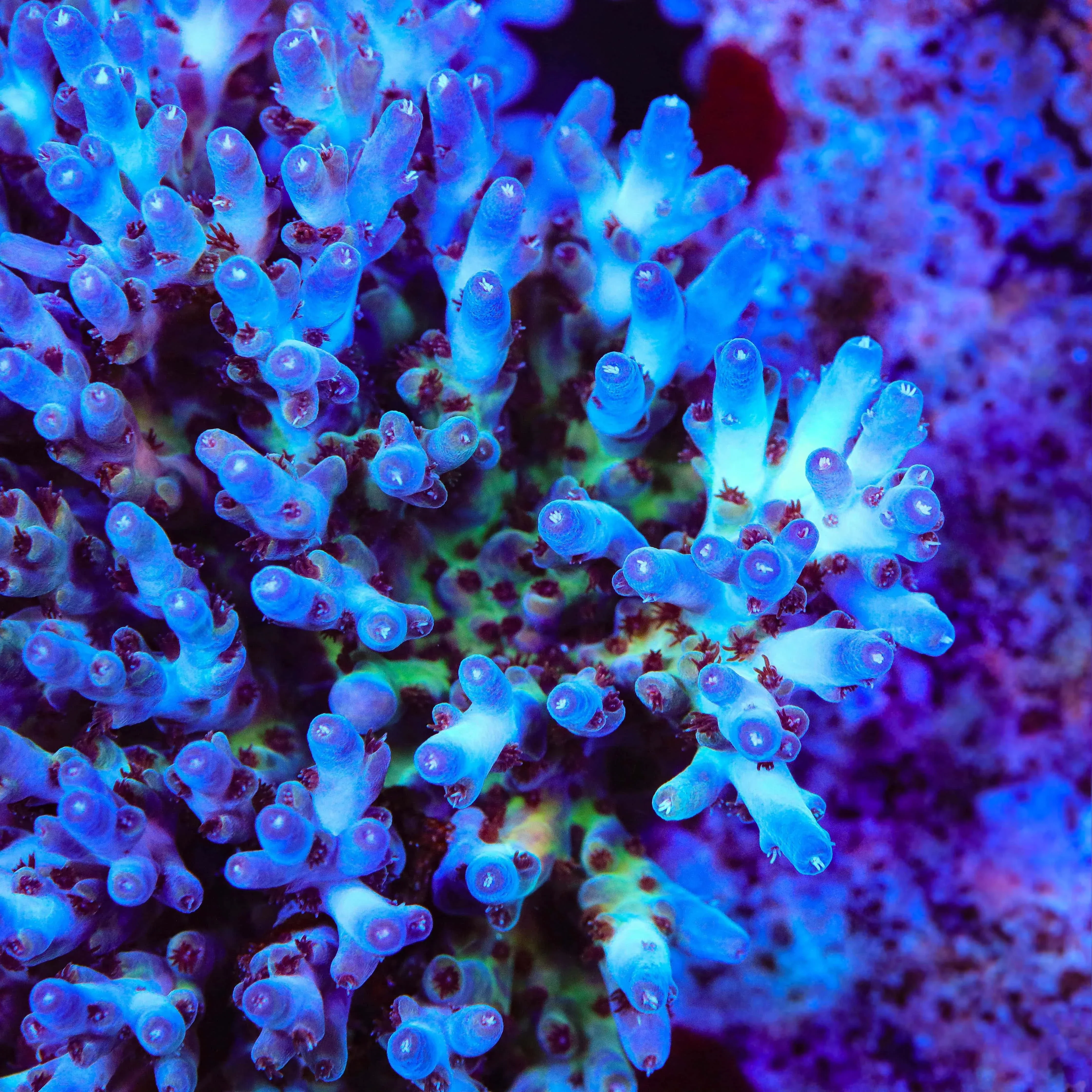 RRC Shazam Acropora Coral - Image 3
