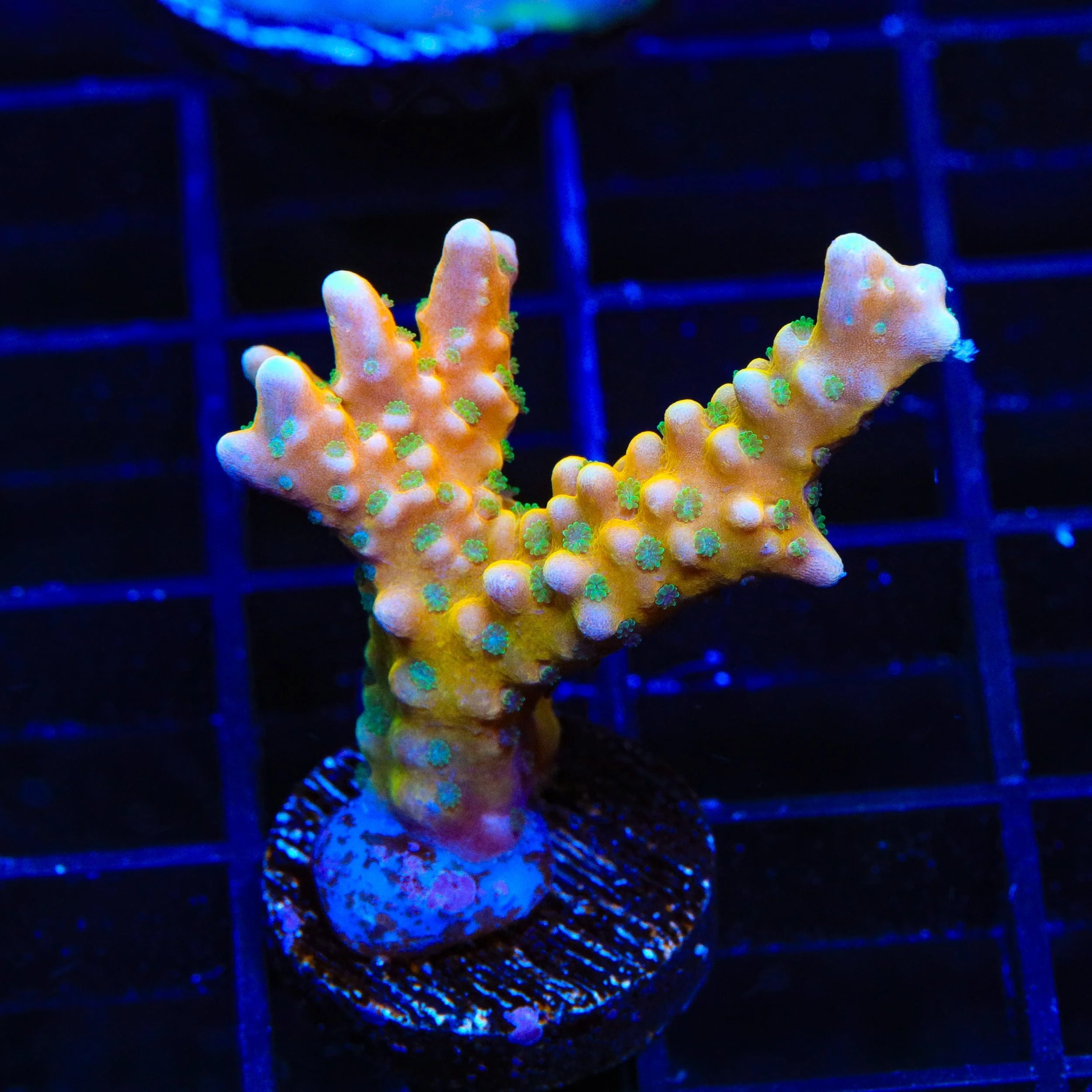 RRC Tropicana Anacropora Coral - Image 2