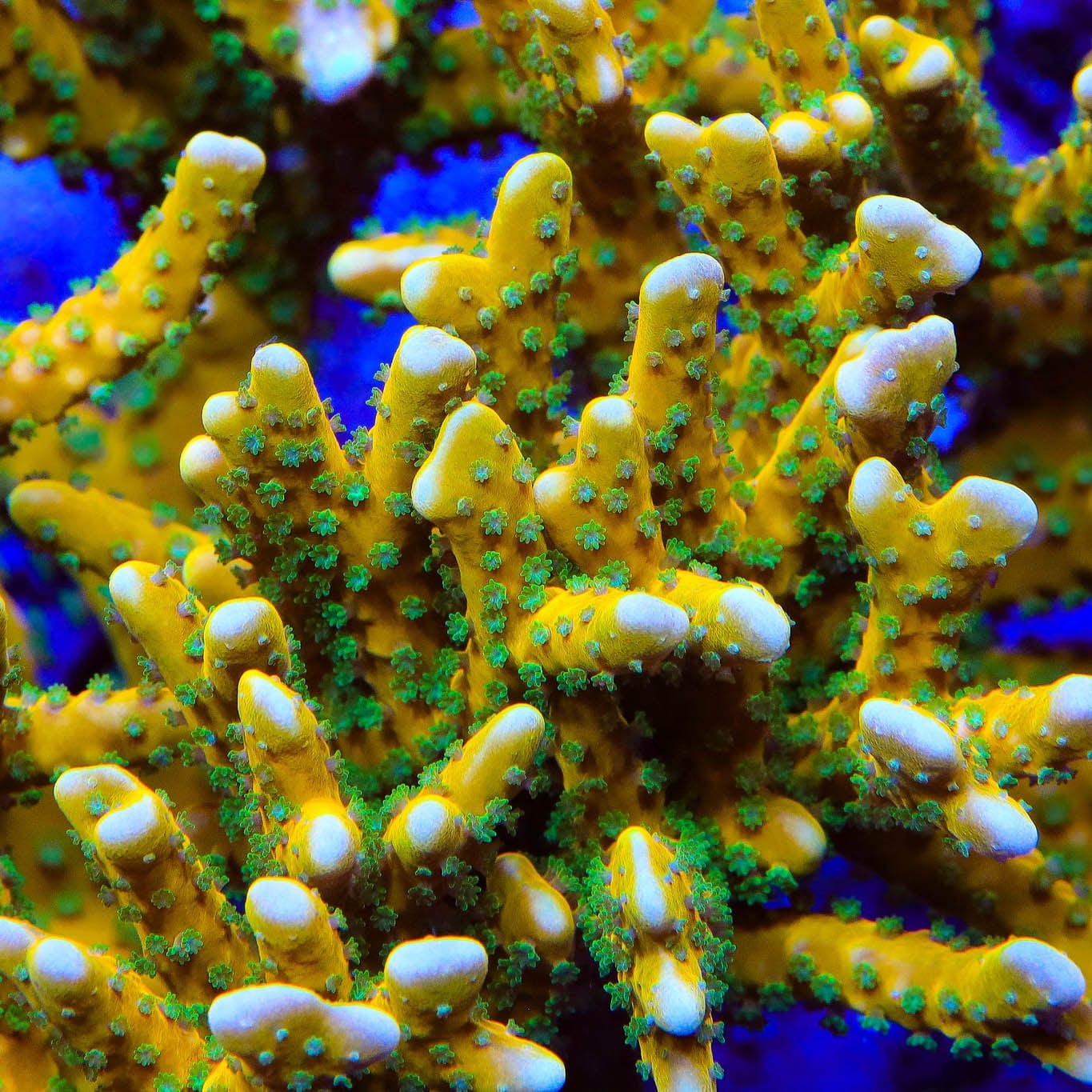 RRC Tropicana Anacropora XL Frag Coral - Image 2