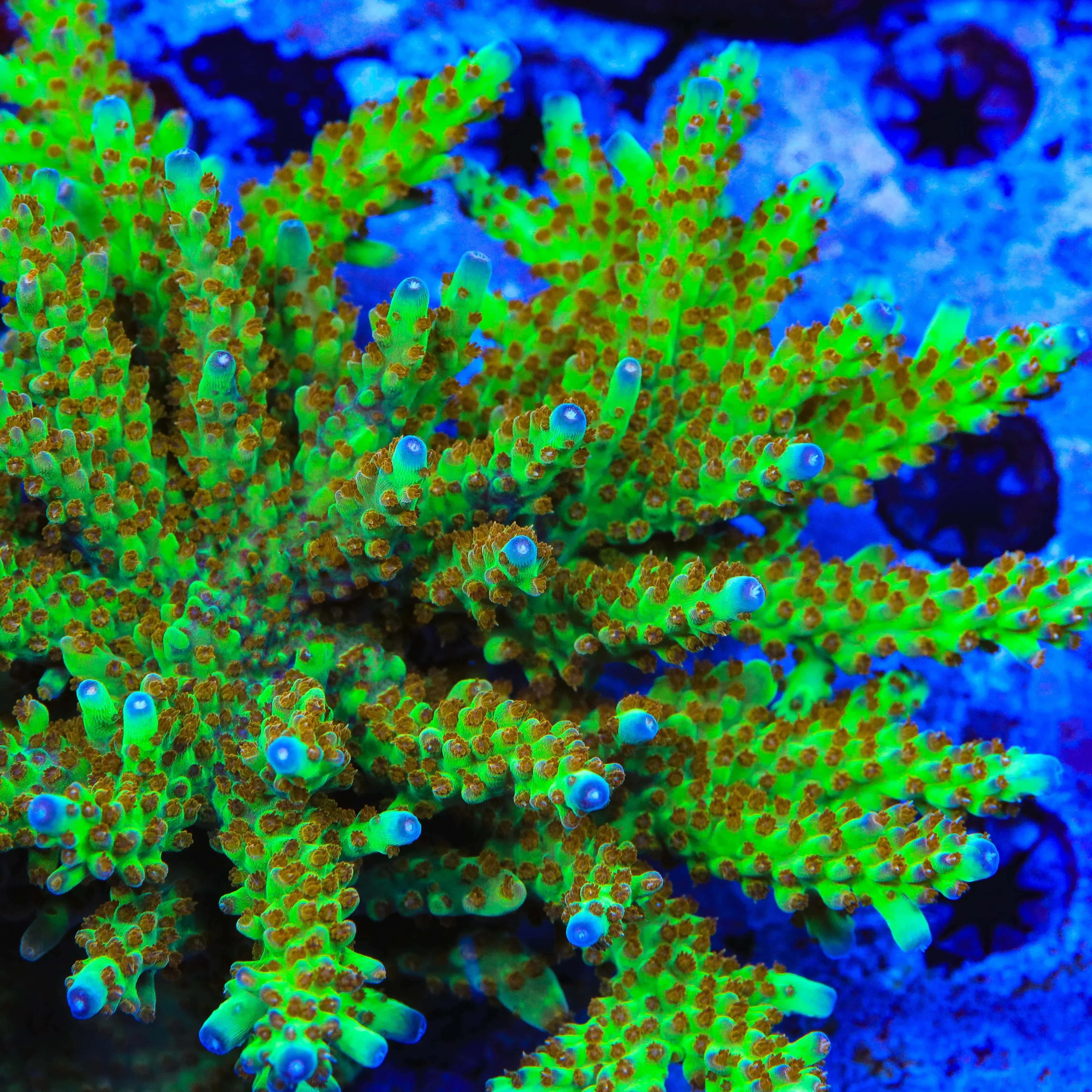RRC Wonderland Acropora Coral - Image 3