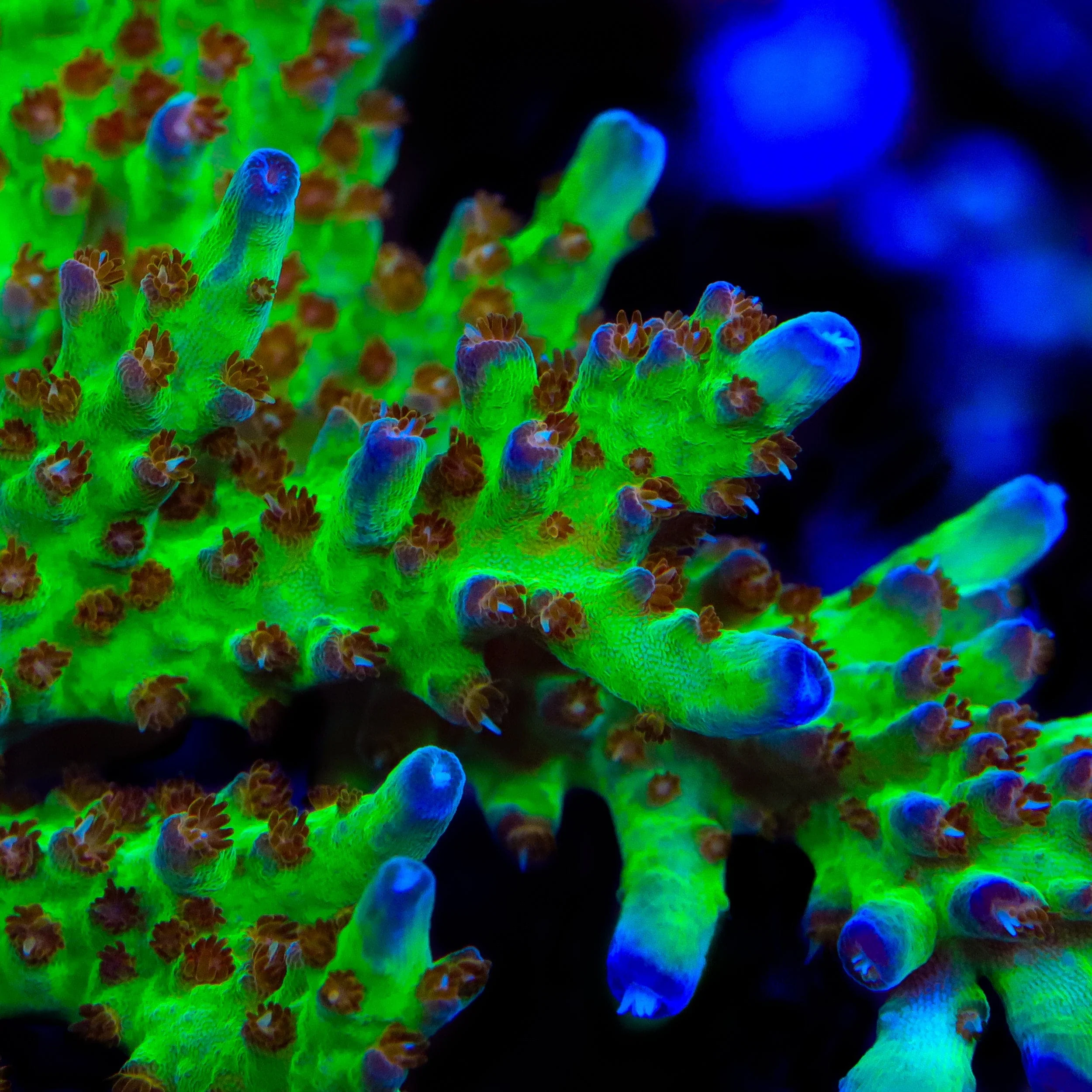 RRC Wonderland Acropora XL Frag Coral - Image 2