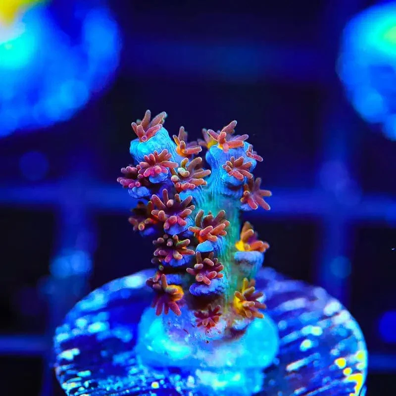 RRUSA Angry Birds Acropora Coral - Image 3