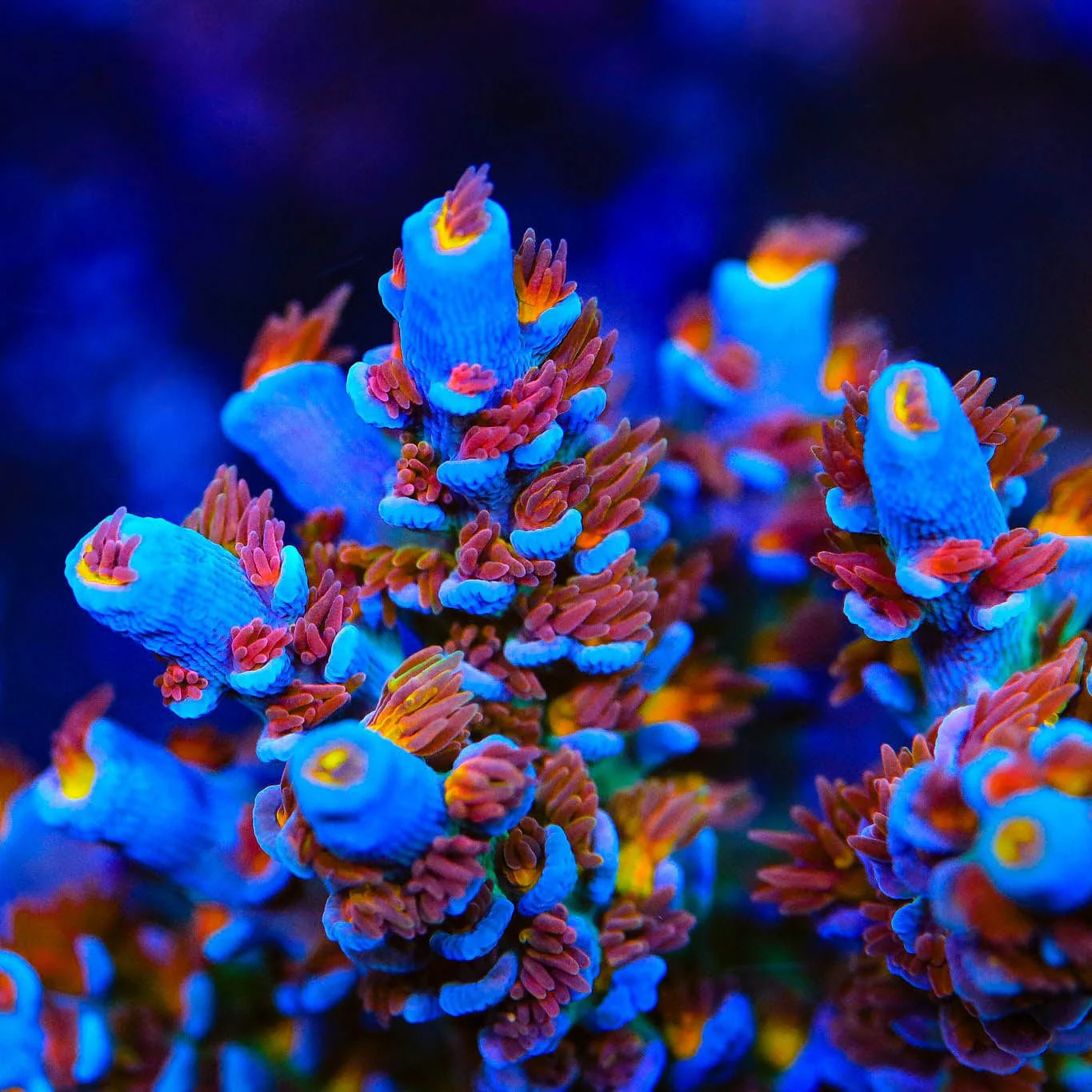 RRUSA Angry Birds Acropora Coral - Image 4