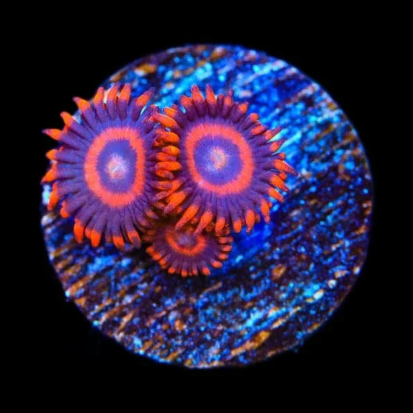 TSA Safecrackers Zoanthids Coral
