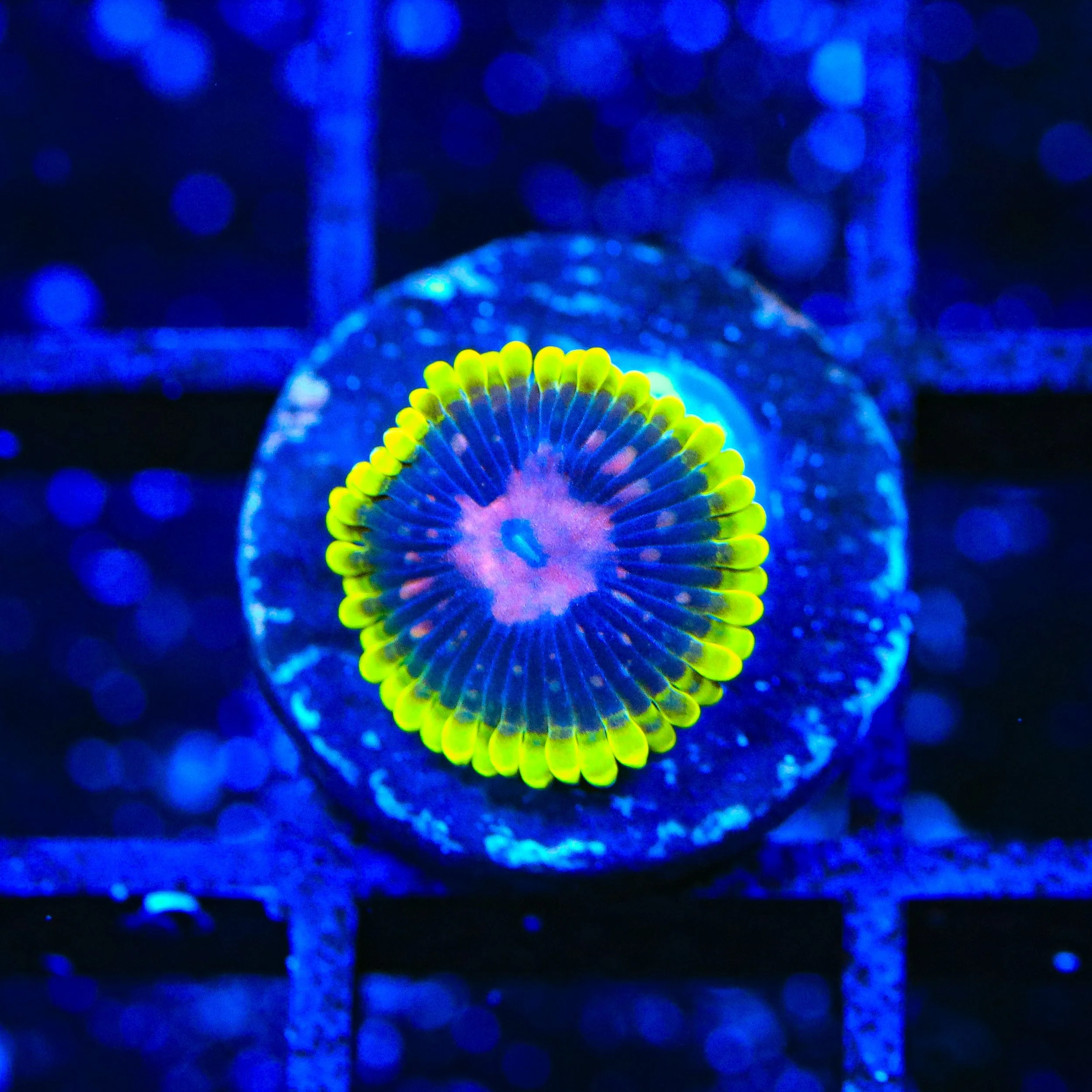 Scarlet Fever Zoanthids Coral - Image 2