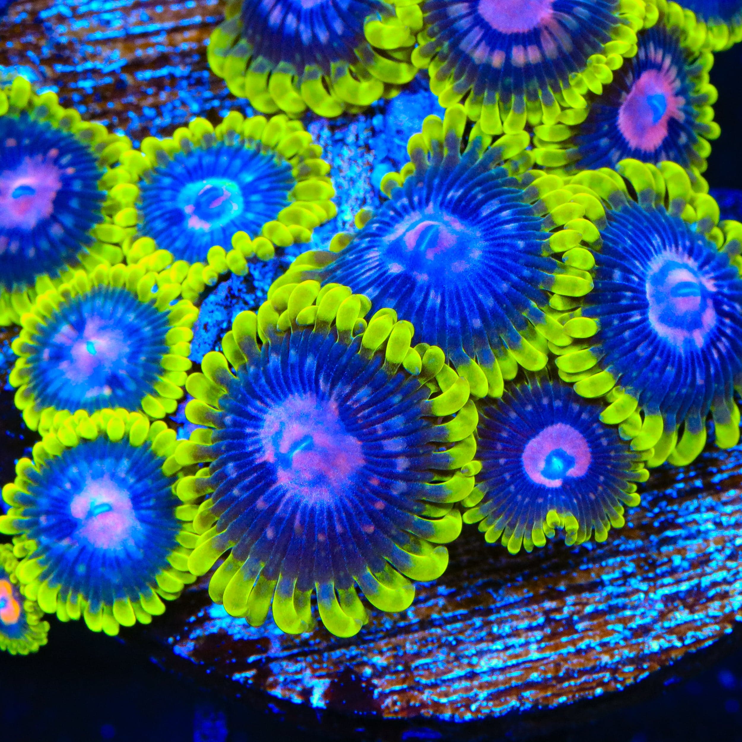 Scarlet Fever Zoanthids Coral - Image 4
