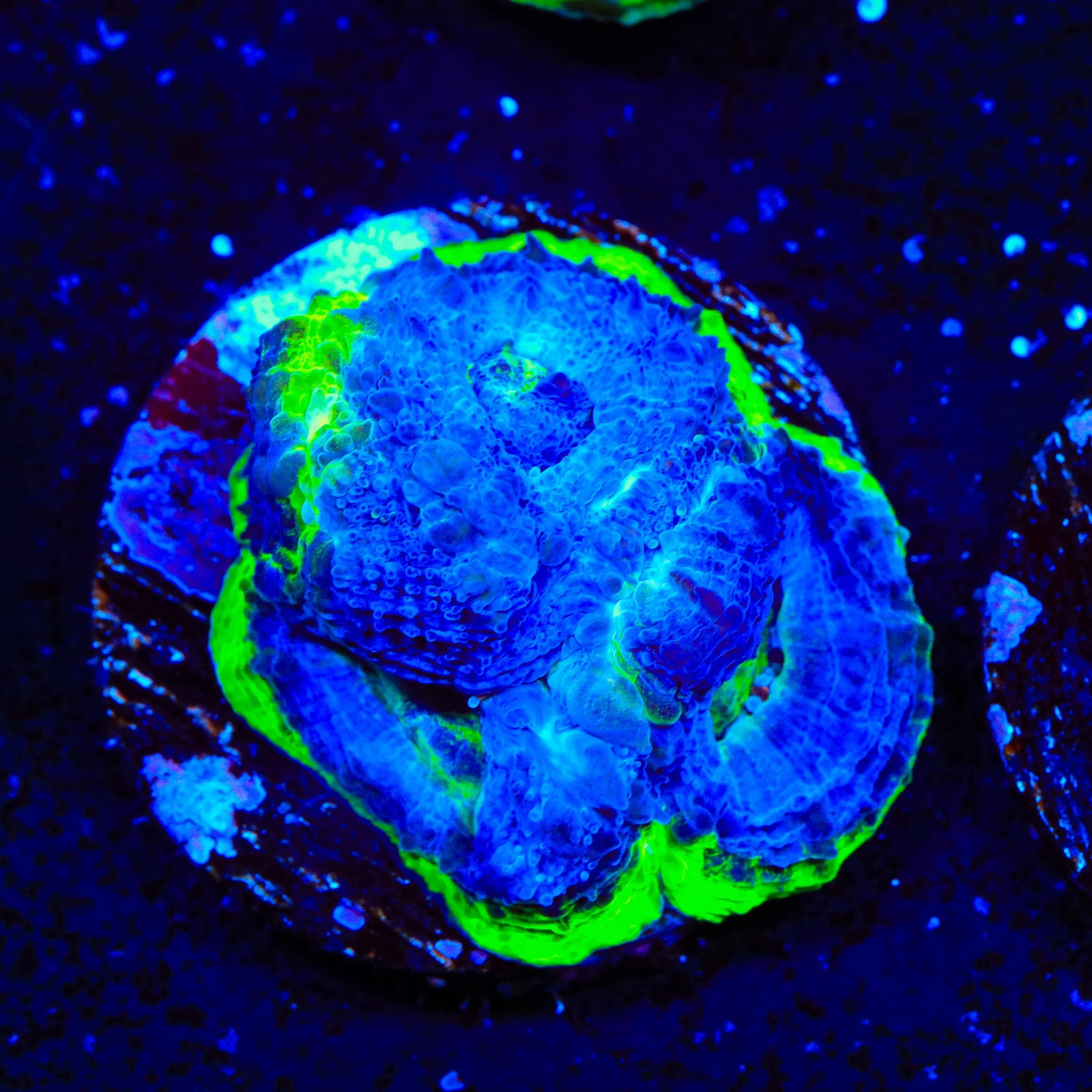 Seaswirl Bowerbankii Coral - Image 2
