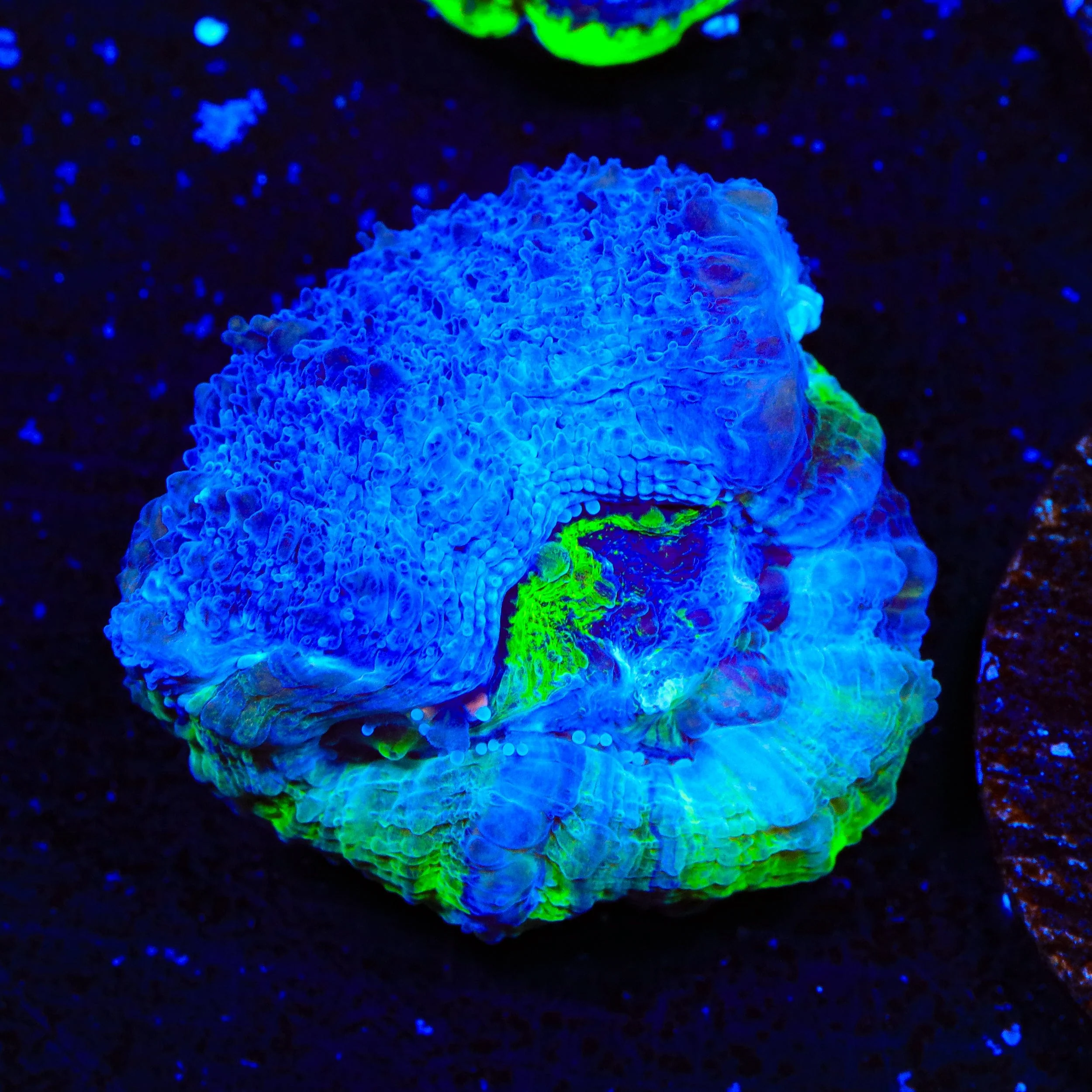 Seaswirl Bowerbankii Coral - Image 3