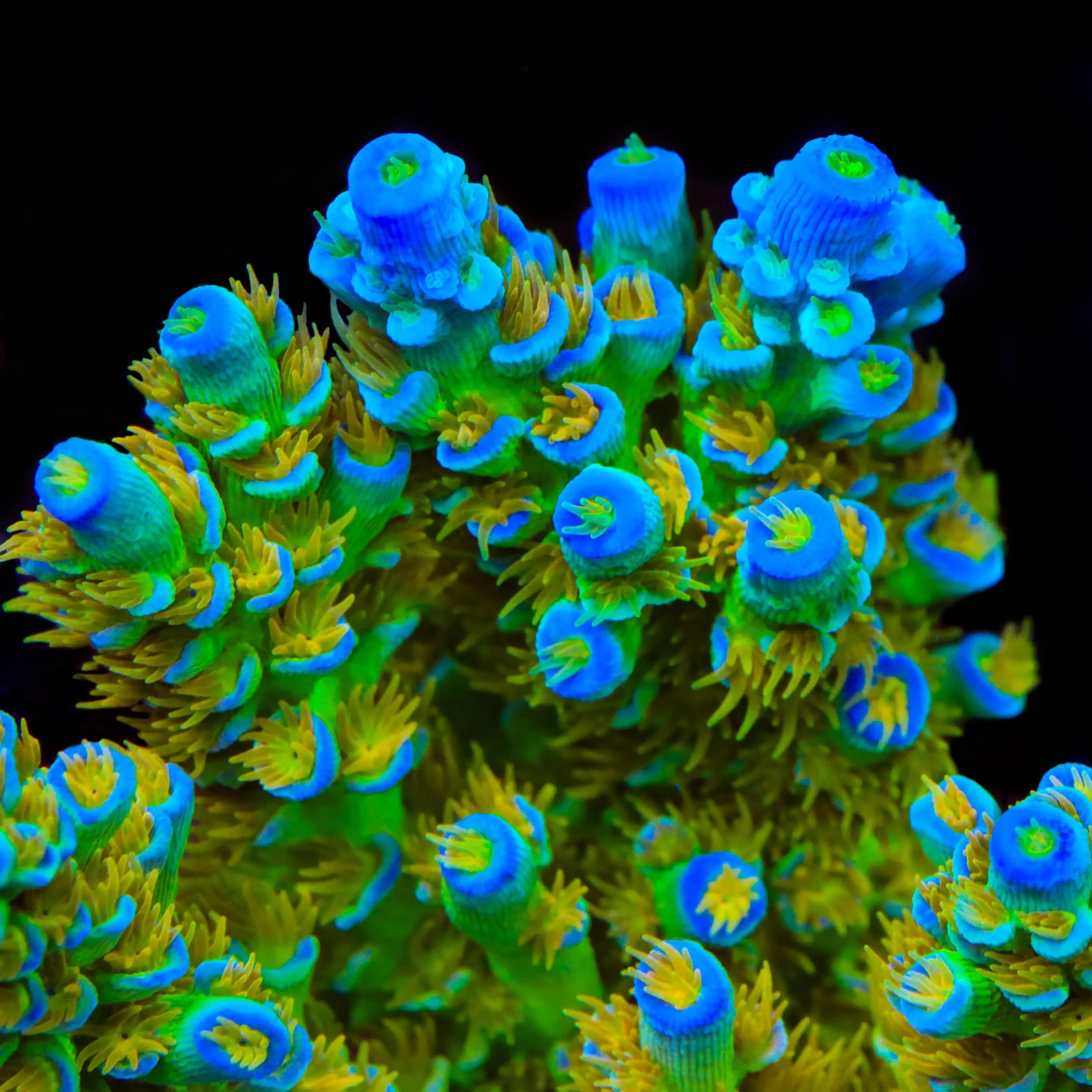 Sexy Corals Orange Passion Tenuis Acropora Coral - Image 2