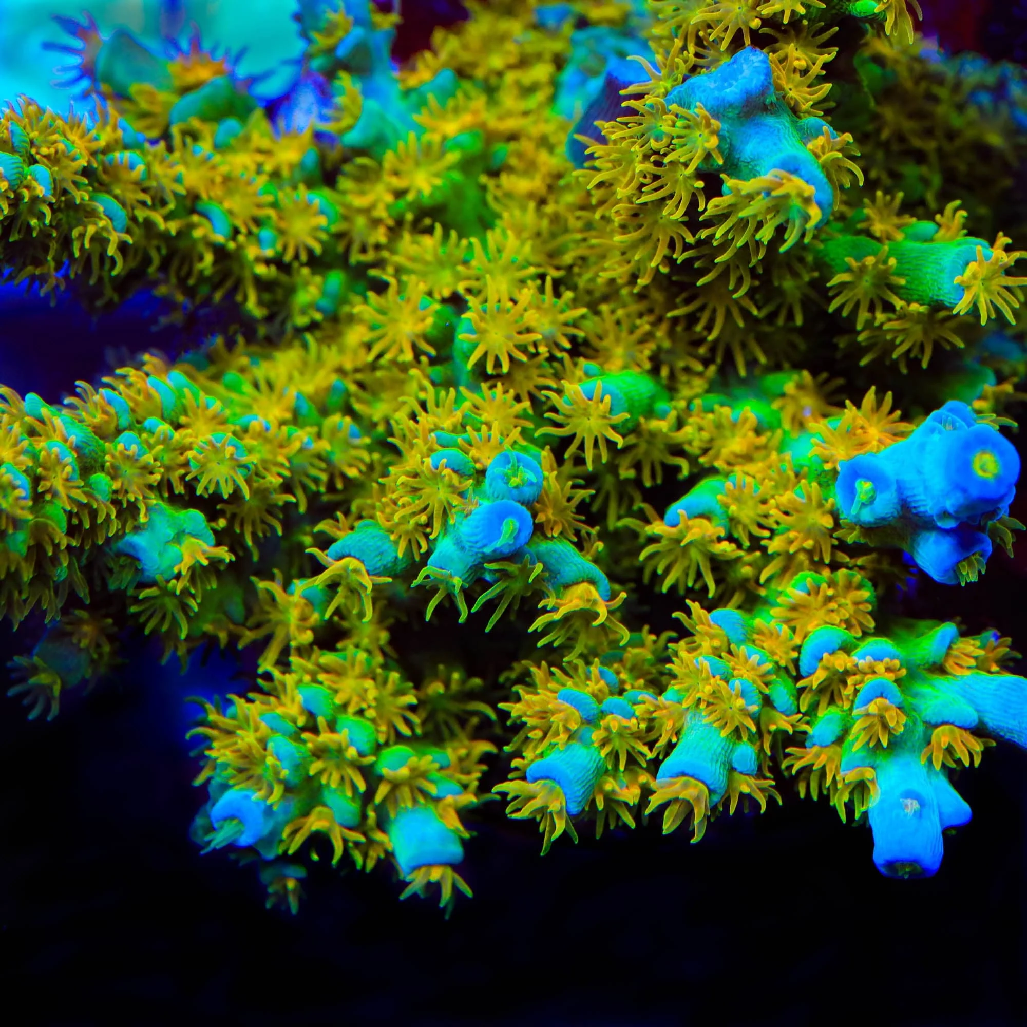 Sexy Corals Orange Passion Tenuis Acropora Coral - Image 3