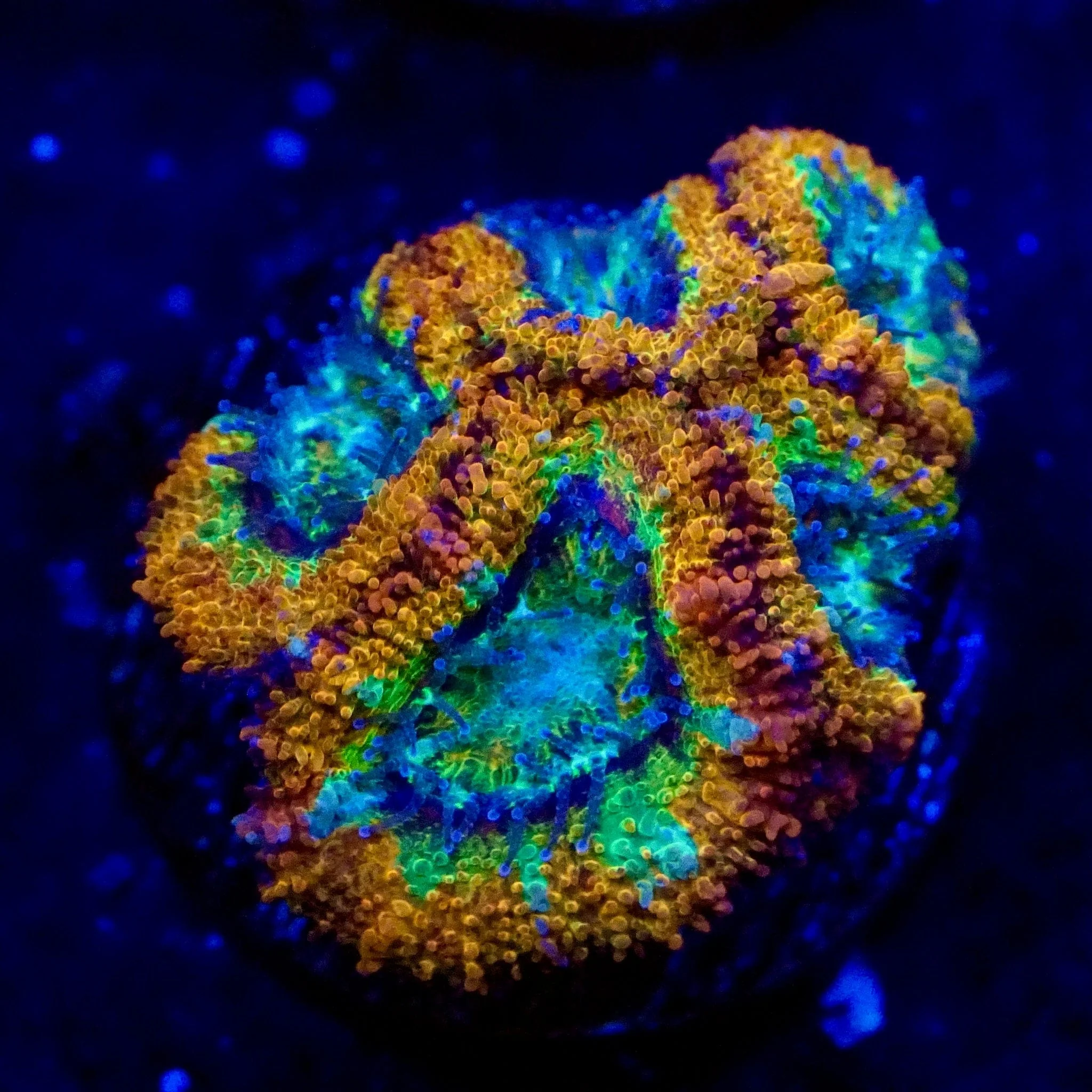 Sidewinder Acan