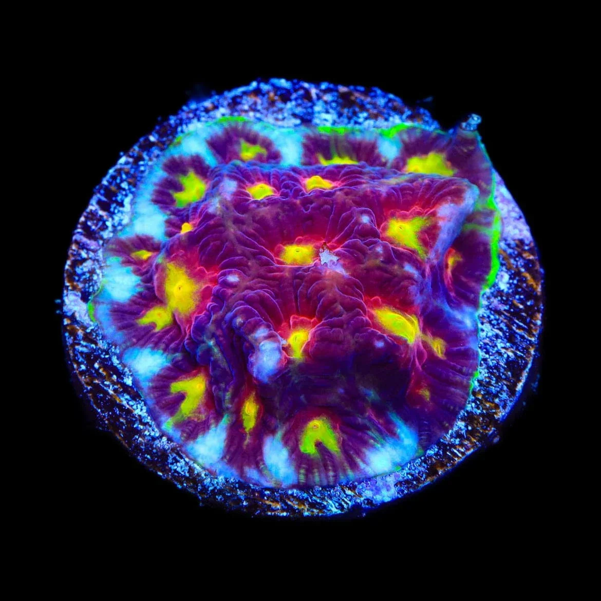 Skittles Favia Coral - Image 2