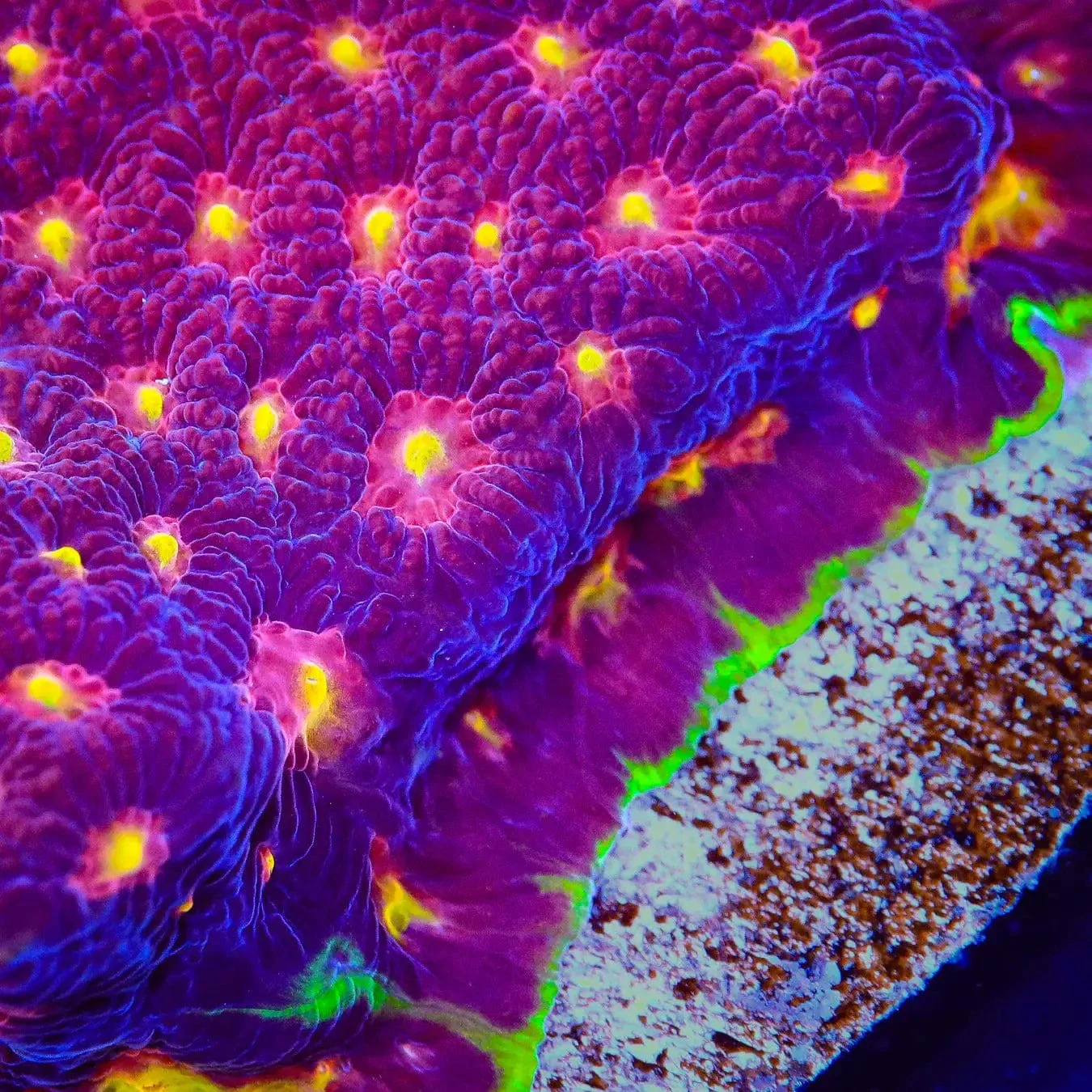 Skittles Favia Coral - Image 3