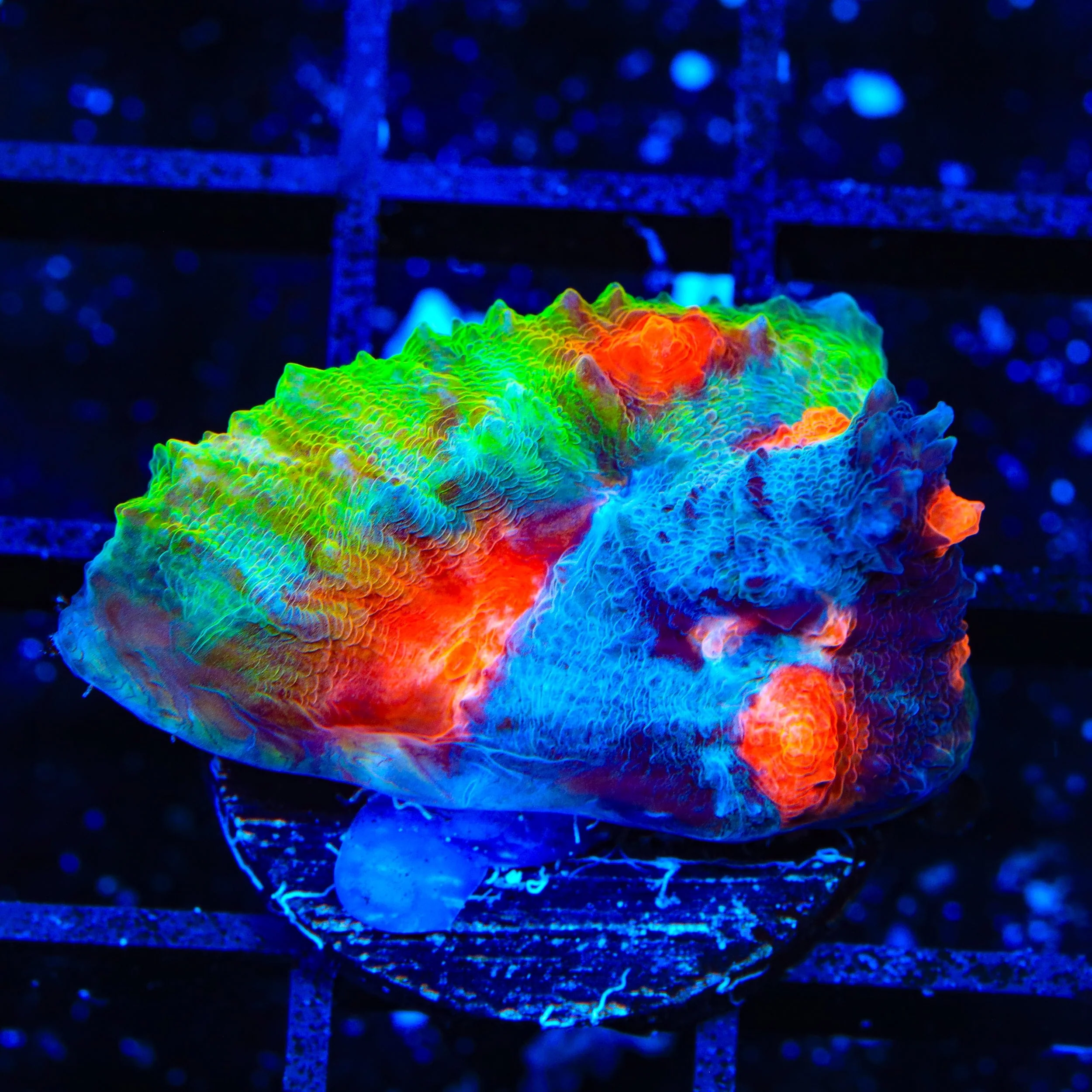 Space Ballz Chalice Coral - Image 2