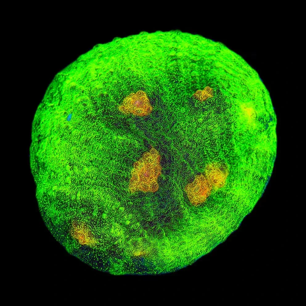 Space Invader Chalice Coral - Image 2