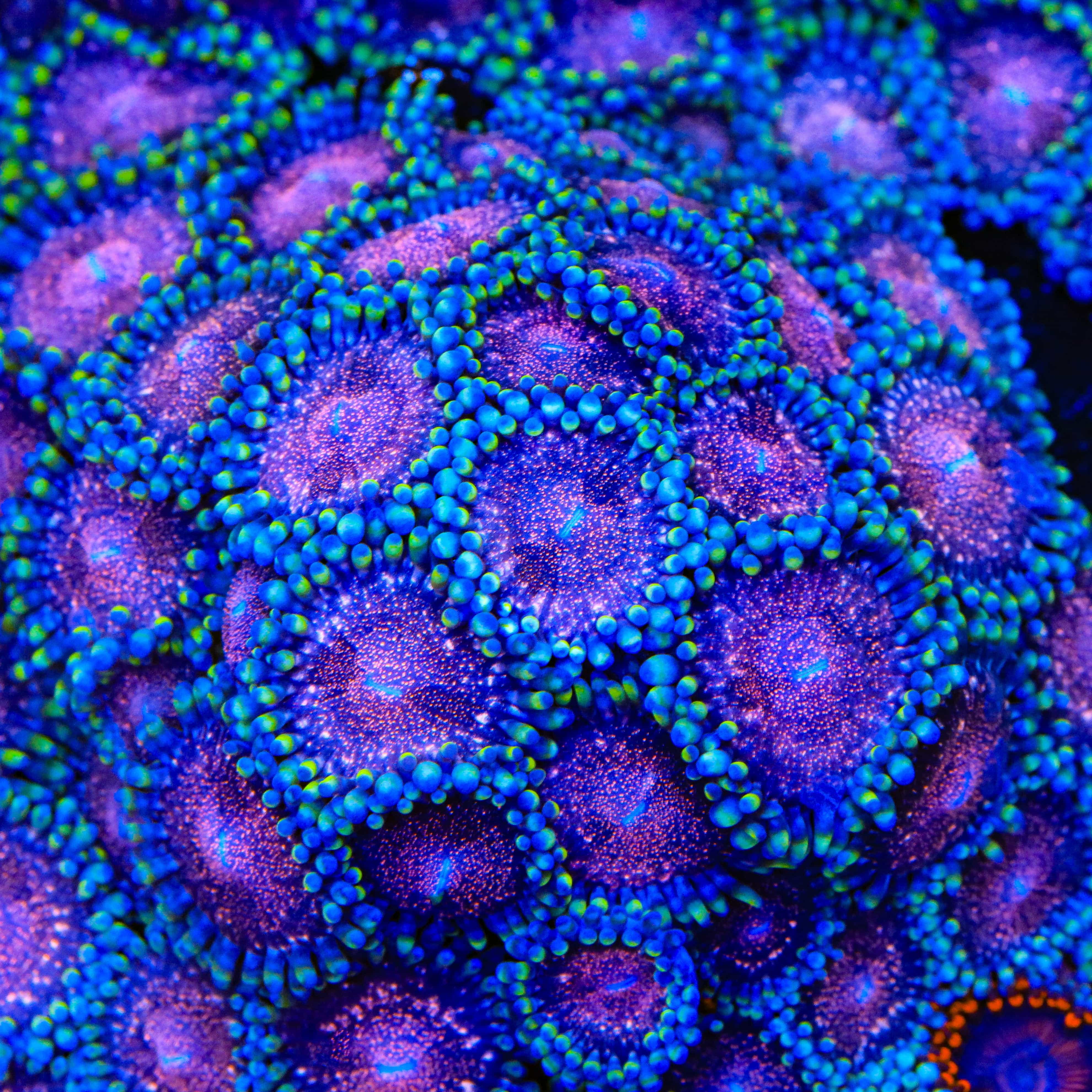 Space Monster Zoanthids Coral - Image 2