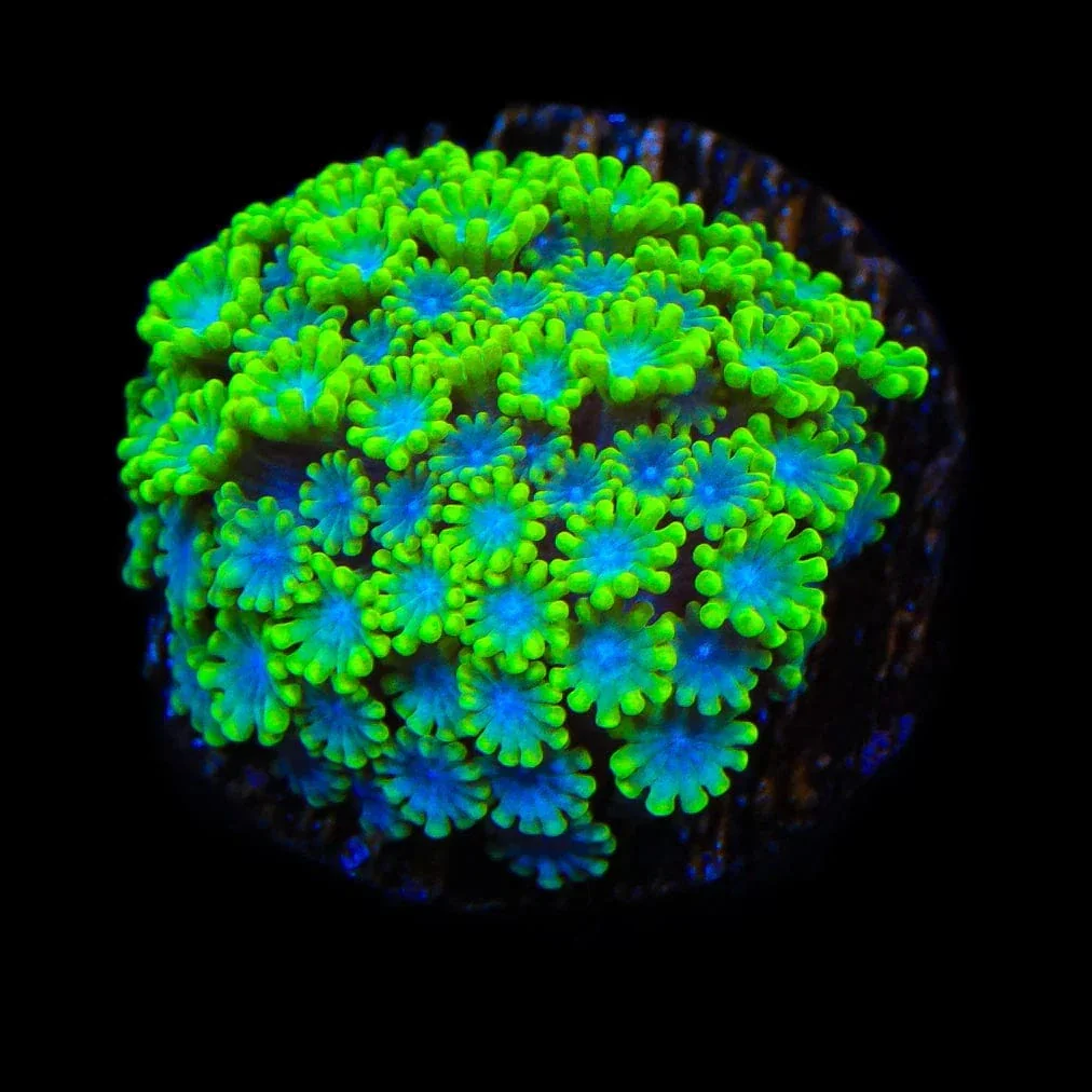 Spearmint Alveopora Coral - Image 2