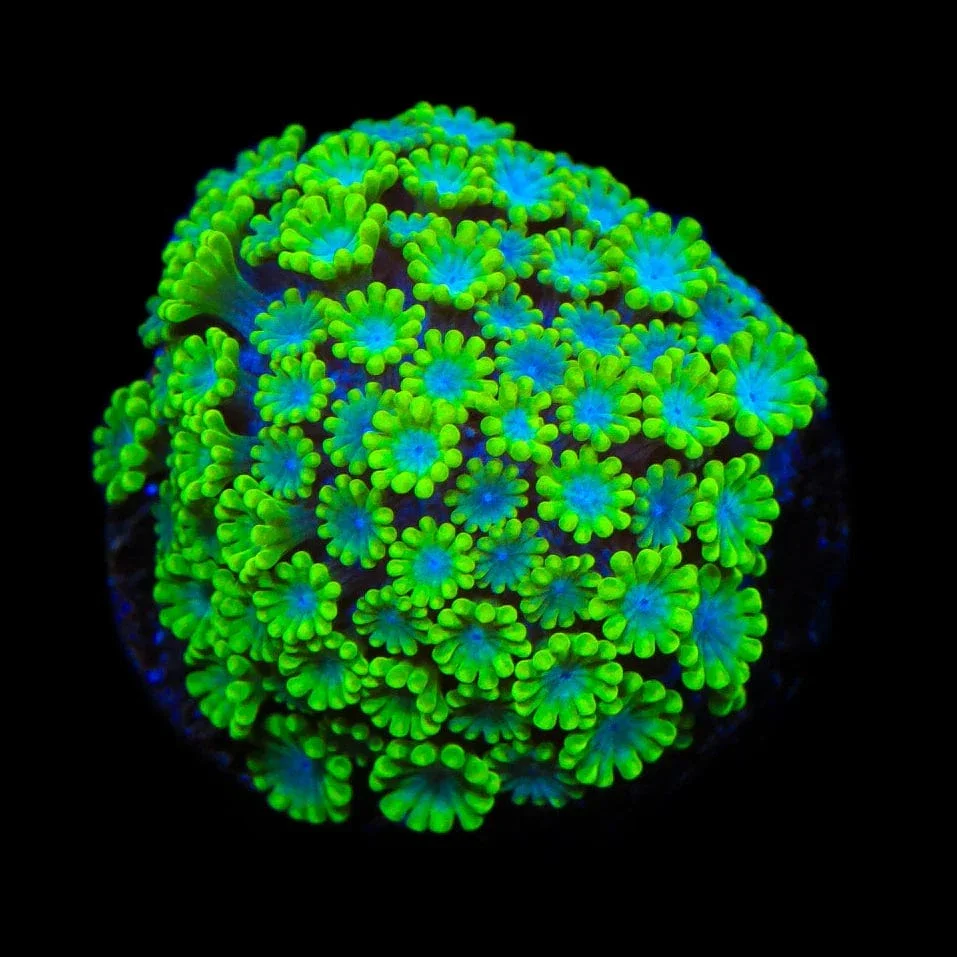 Spearmint Alveopora Coral - Image 3