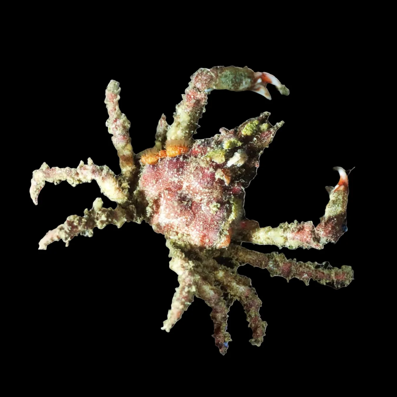 Sponge Decorator Crab
