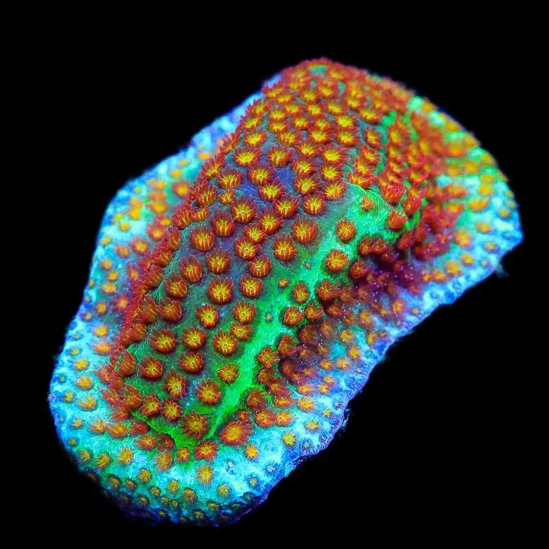 SR Supreme Stylocoeniella Coral - Image 2