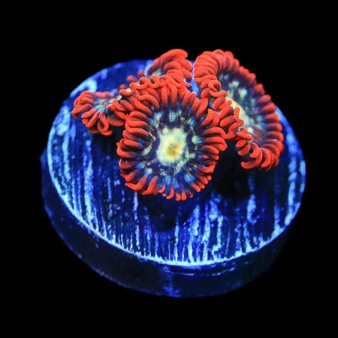 Star Foxx Zoanthids Coral - Image 2