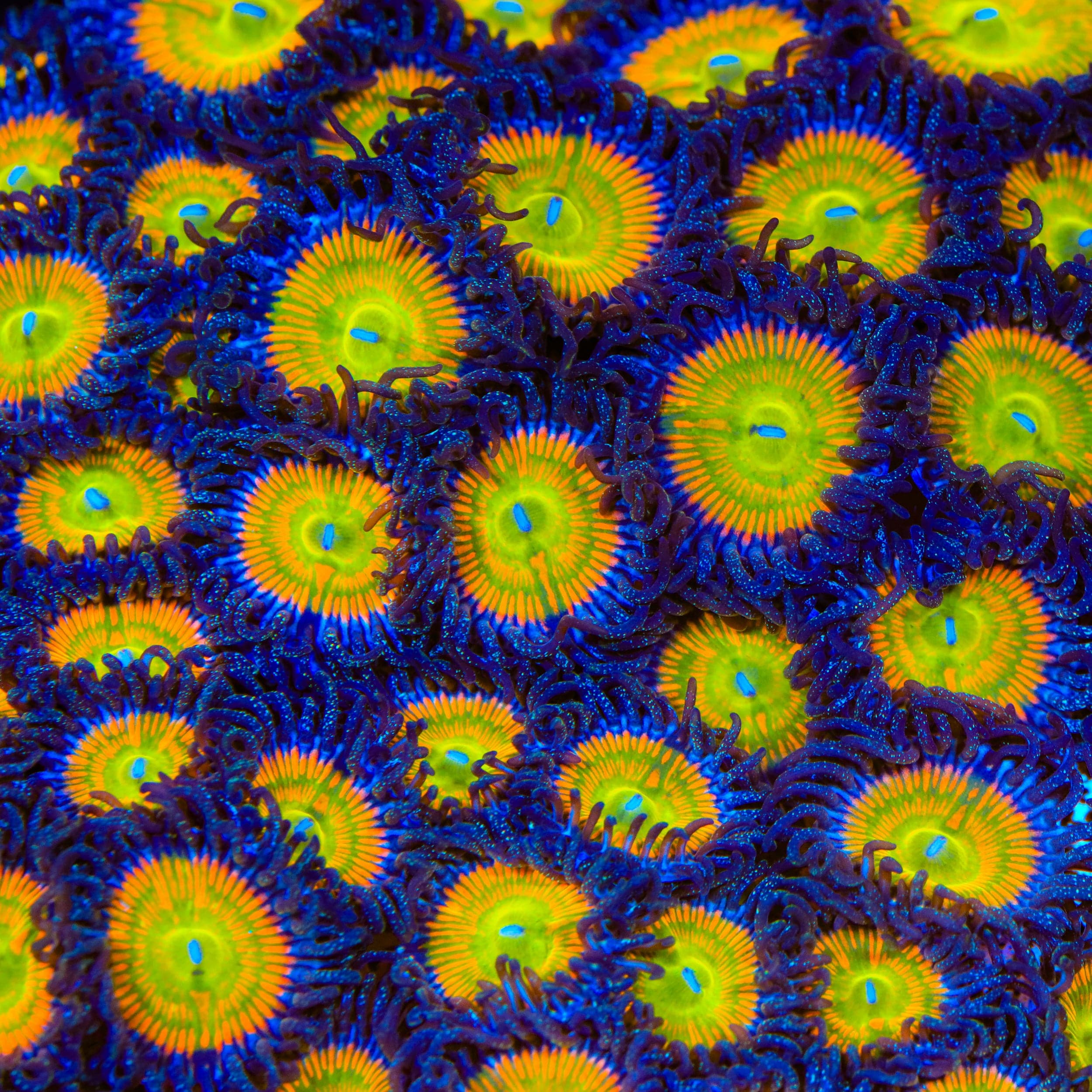 Sunny D Zoanthids Coral - Image 3