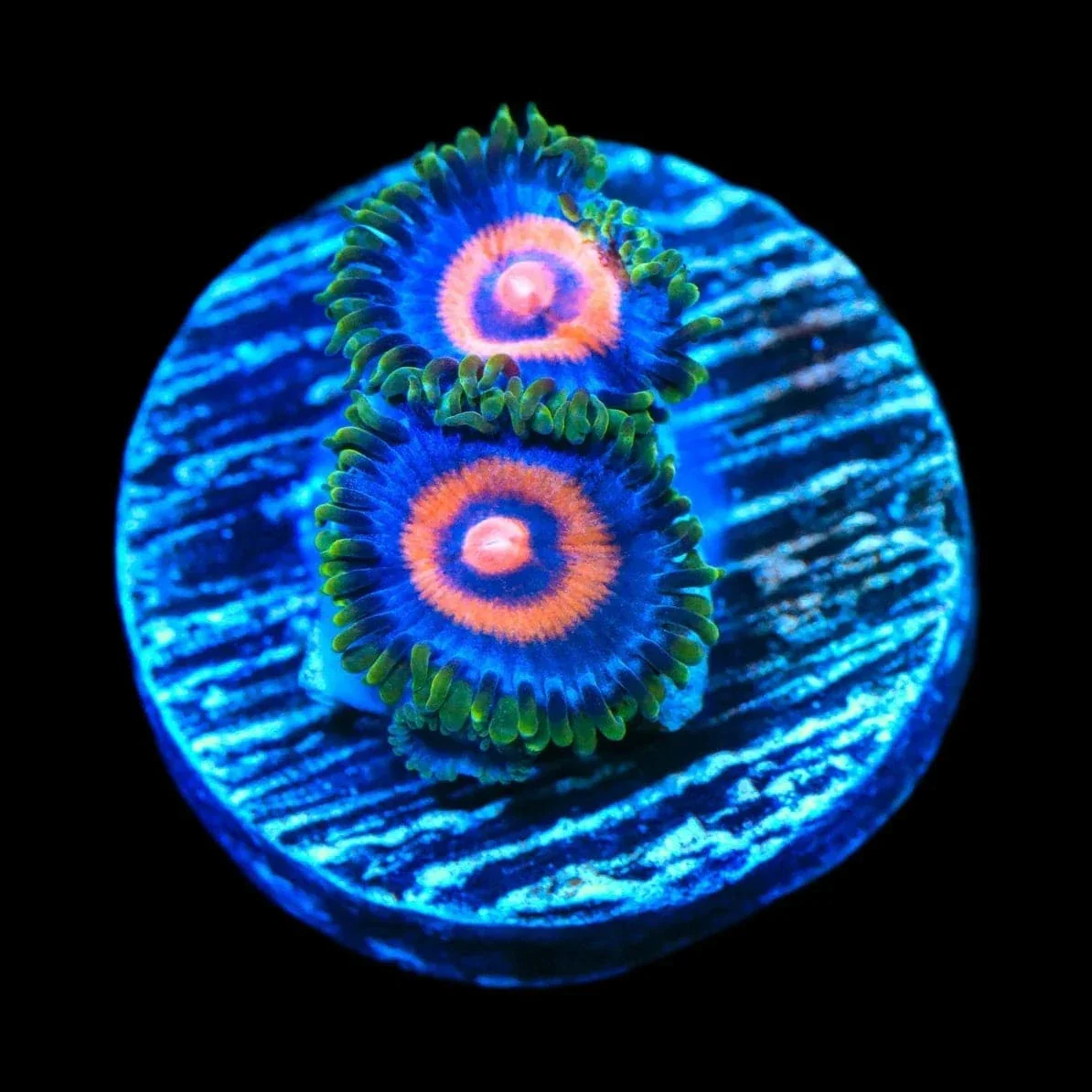 Supergirl Zoanthids Coral - Image 2