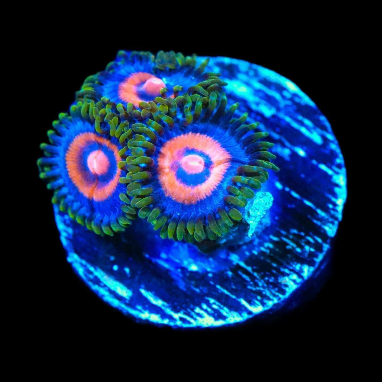 Supergirl Zoanthids Coral - Image 3
