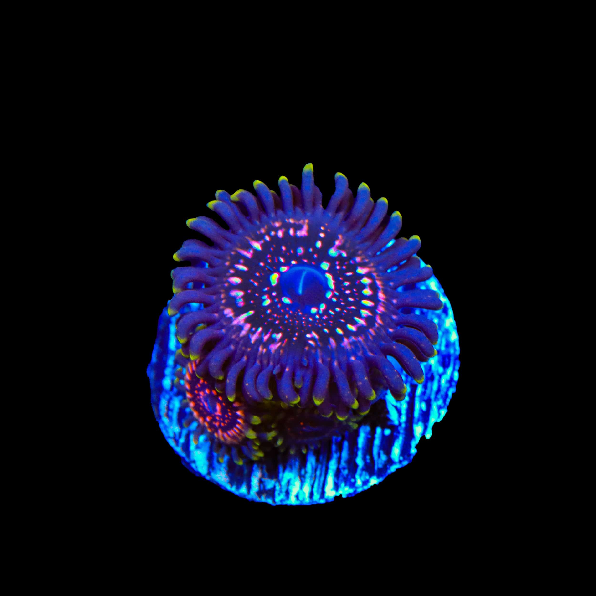 Taser Zoanthids Coral - Image 2