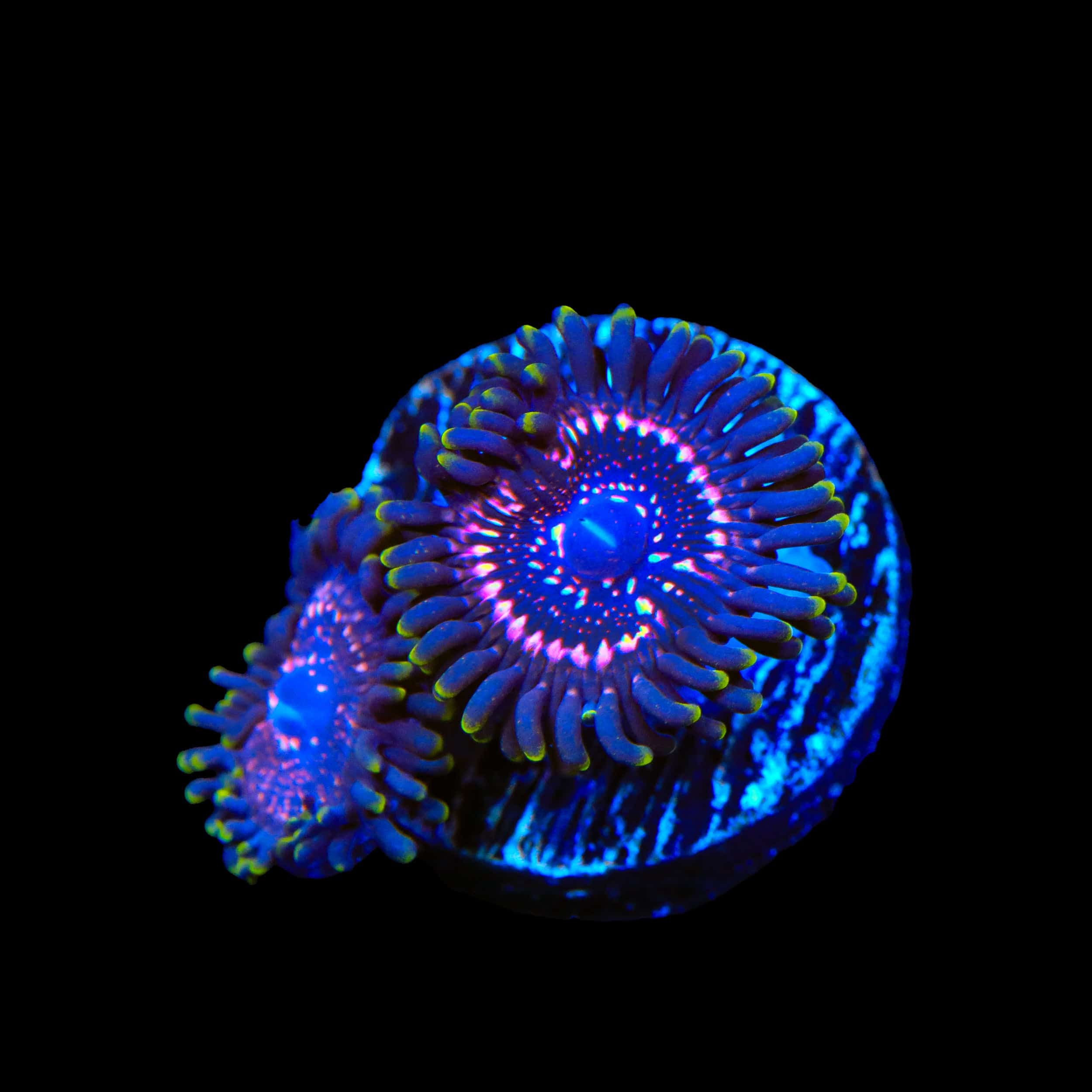 Taser Zoanthids Coral - Image 3