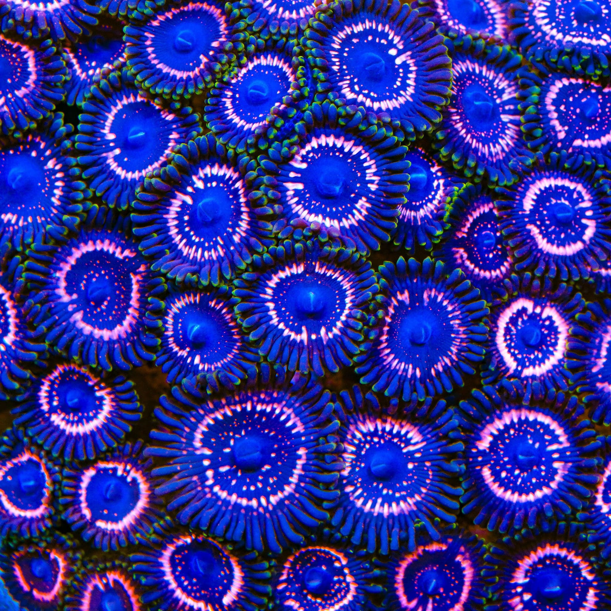 Taser Zoanthids Coral - Image 4