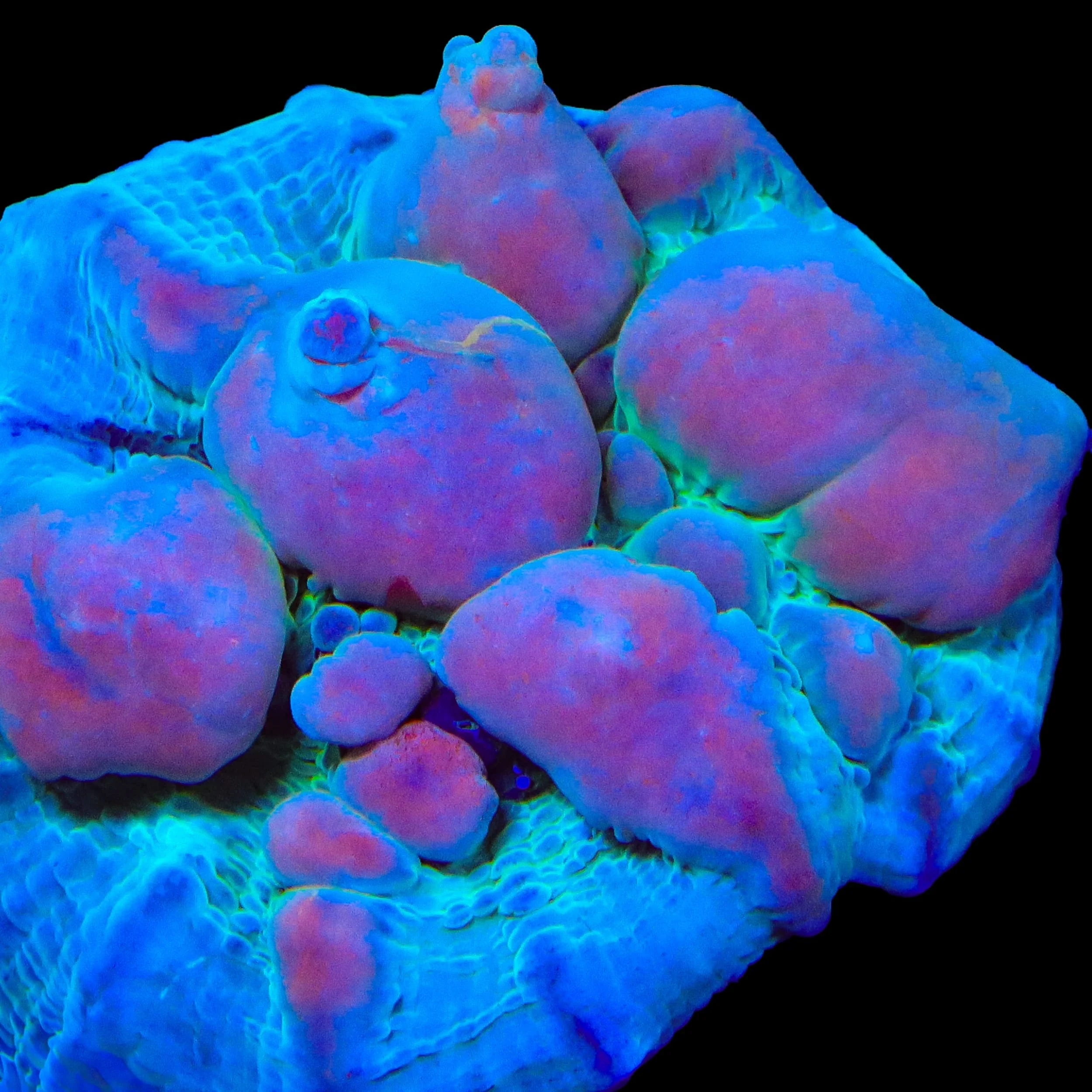 Teal Cosmic Candy Bounce Chalice Coral - Image 2