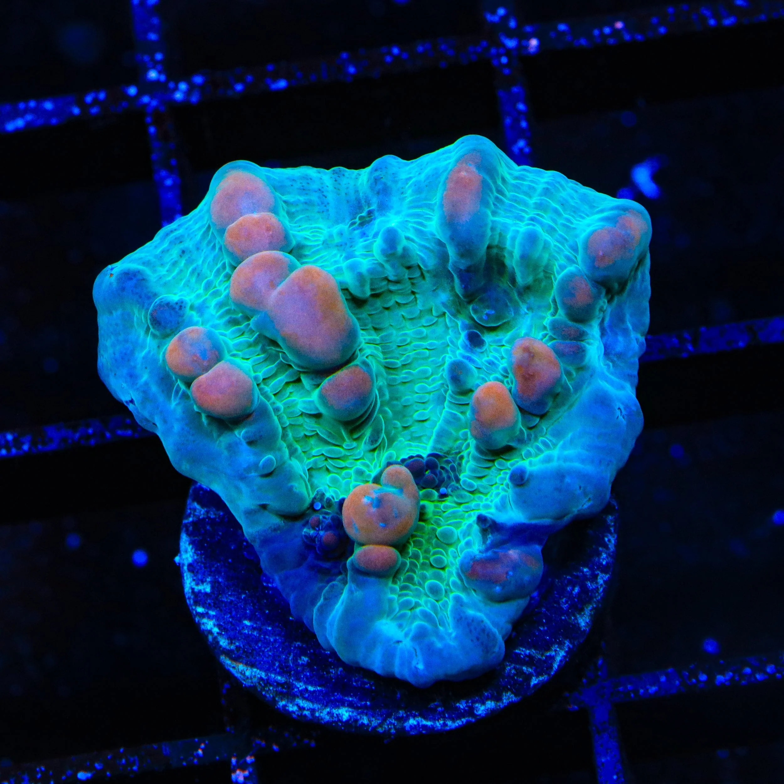 Teal Cosmic Candy Bounce Chalice Coral - Image 3