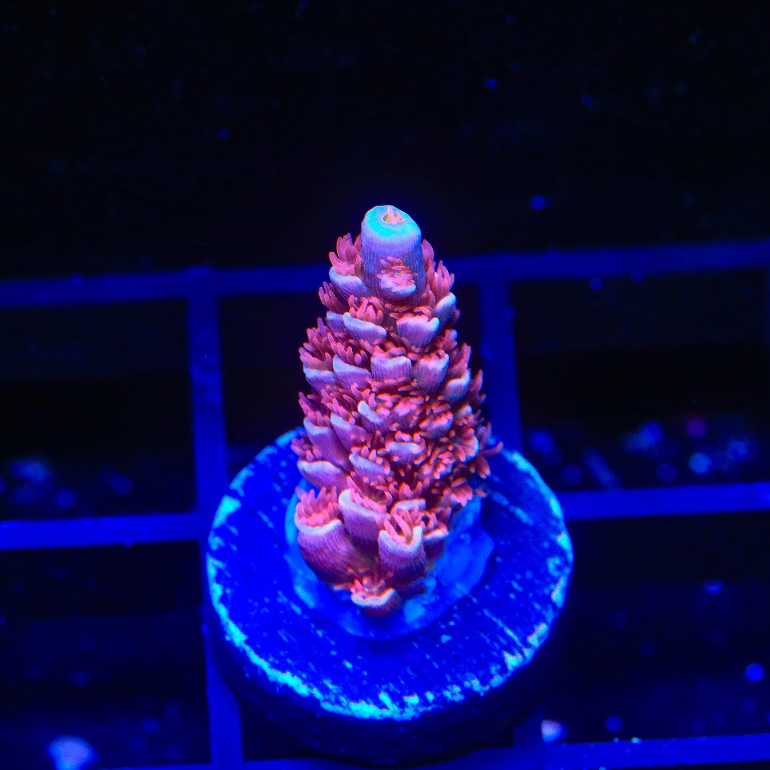 Live Corals for Sale