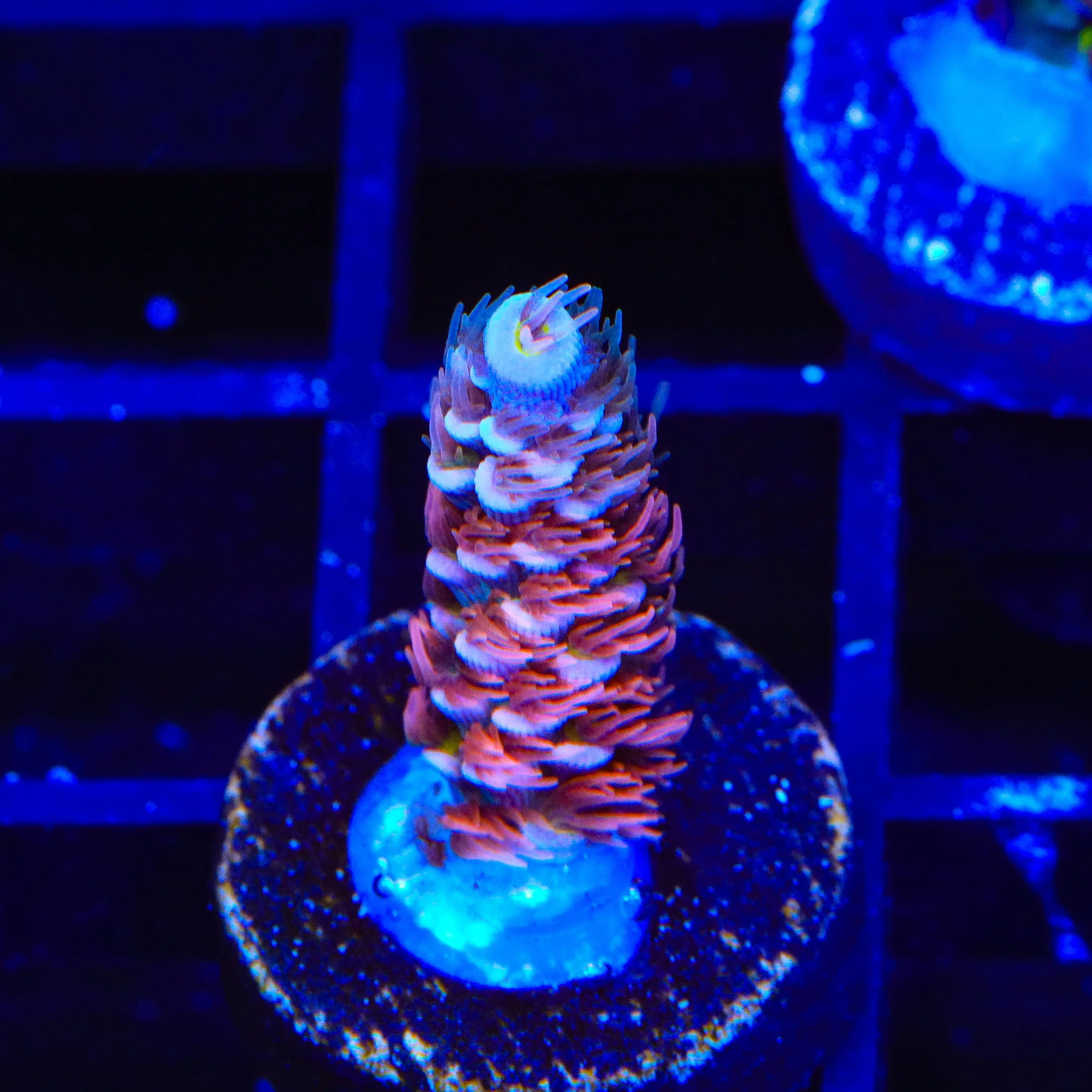 TGC Cherry Bomb Tenuis Acropora Coral