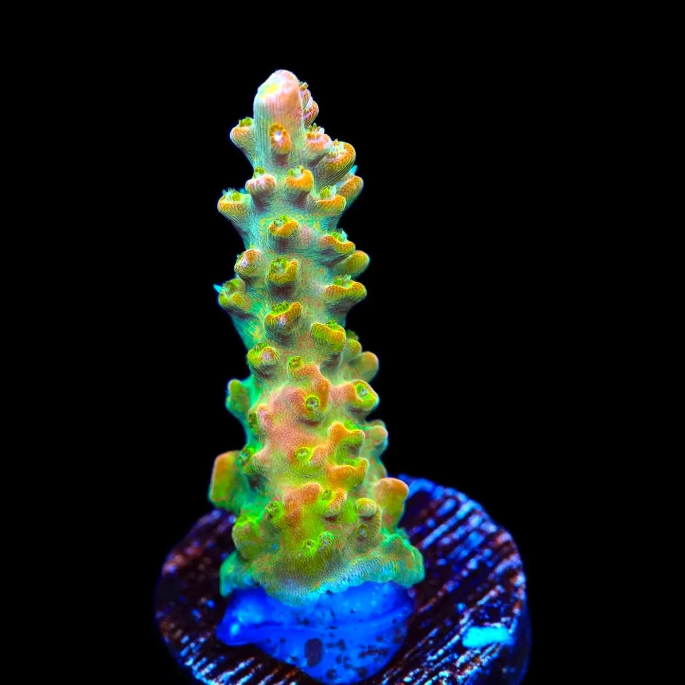 TGC Orange Creamsicle Acropora Coral - Image 2