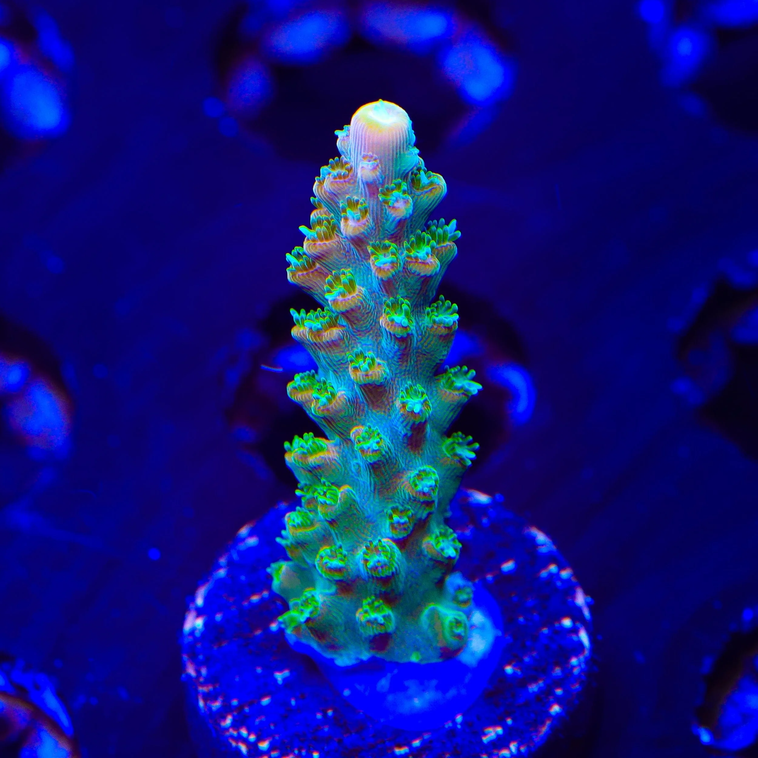 TGC Orange Creamsicle Acropora Coral