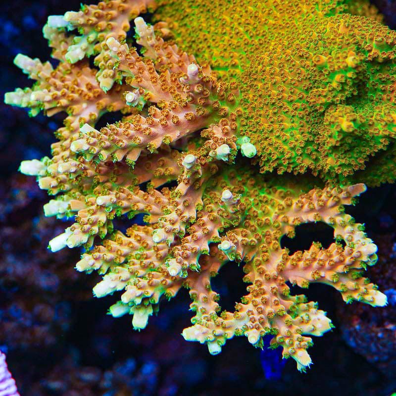 TGC Orange Creamsicle Acropora Coral - Image 2