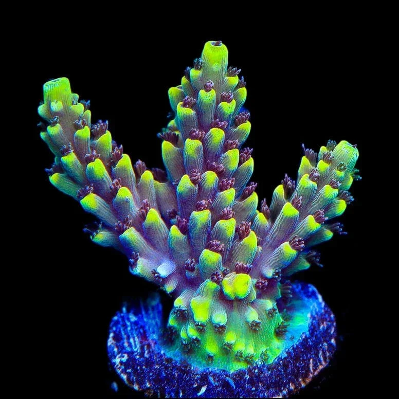 TGC Red Cadillac Acropora Coral - Image 2