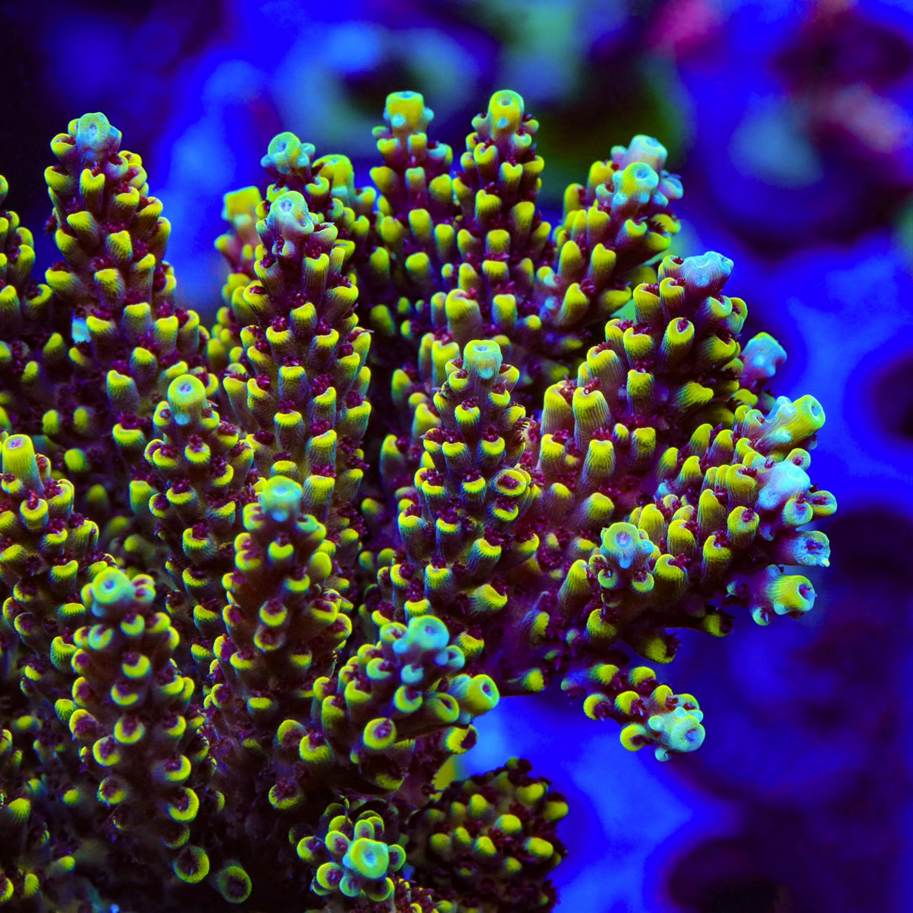 TGC Red Cadillac Acropora Coral - Image 2