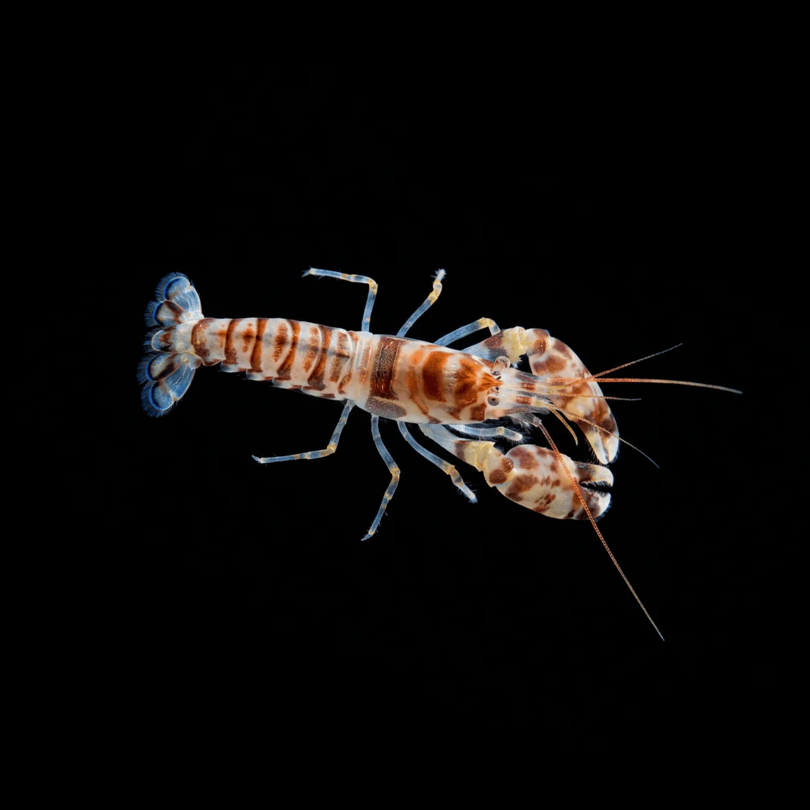 Tiger Pistol Shrimp